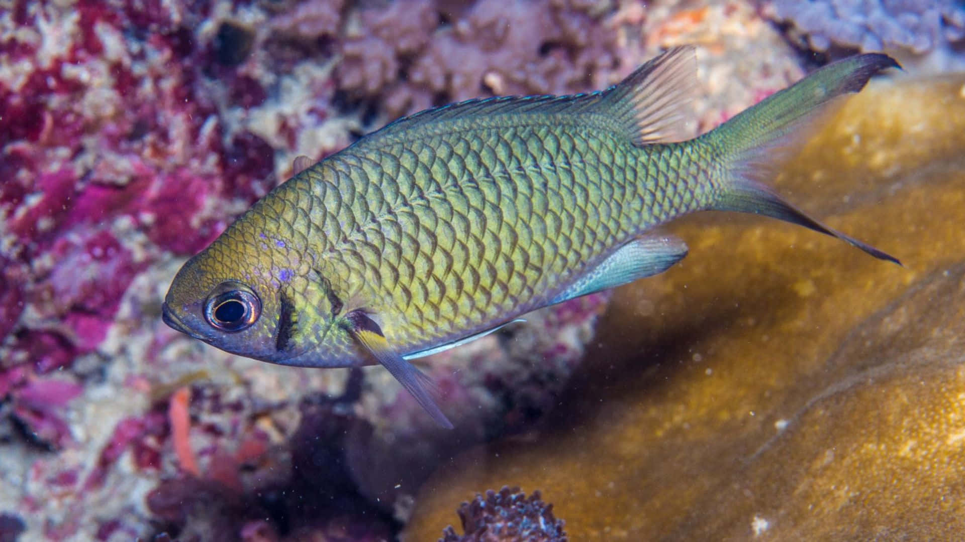 Chromis, vibrant green fish, intricate scales, Full HD Desktop Wallpaper