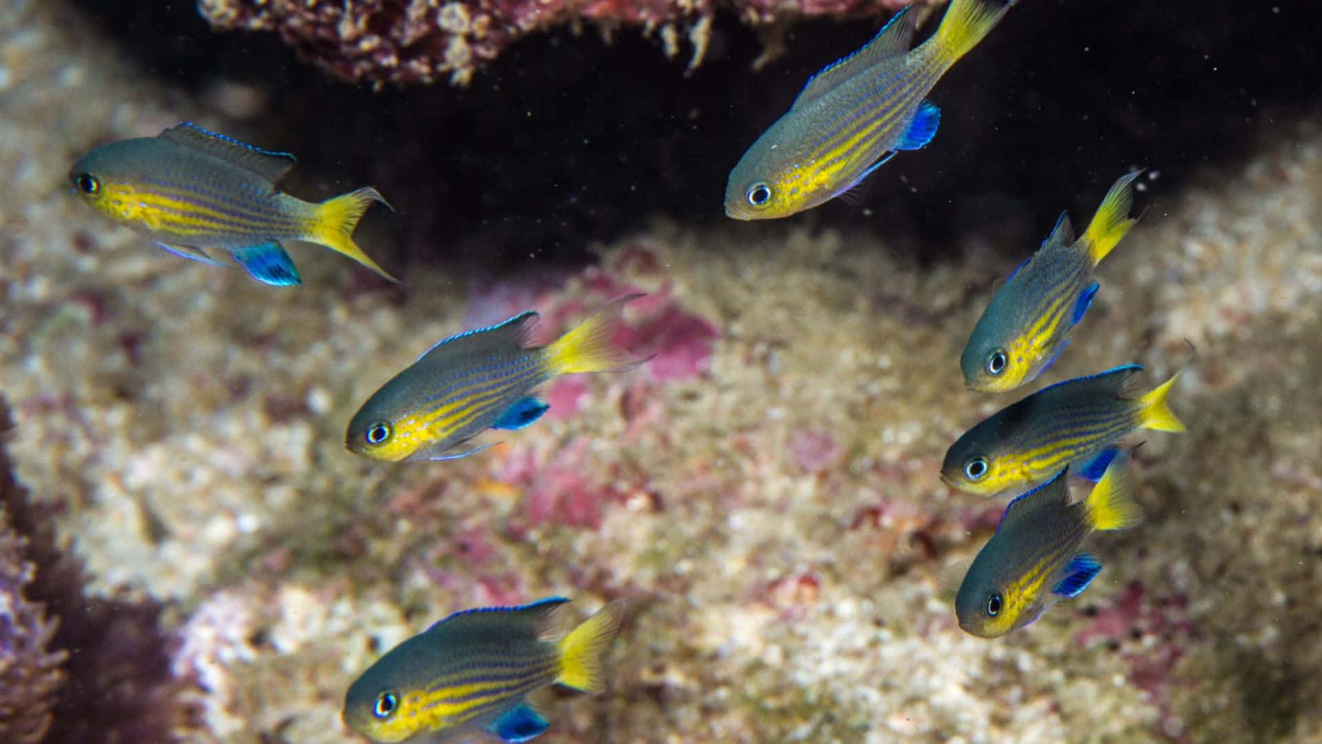 Chromis, school of fish, blue and yellow fish, Full HD Desktop Wallpaper