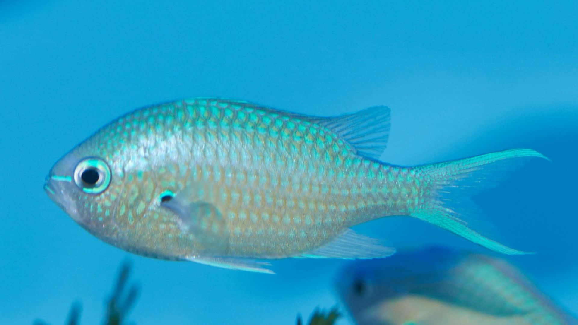 blue damselfish, aquarium, turquoise water, Full HD Desktop Wallpaper