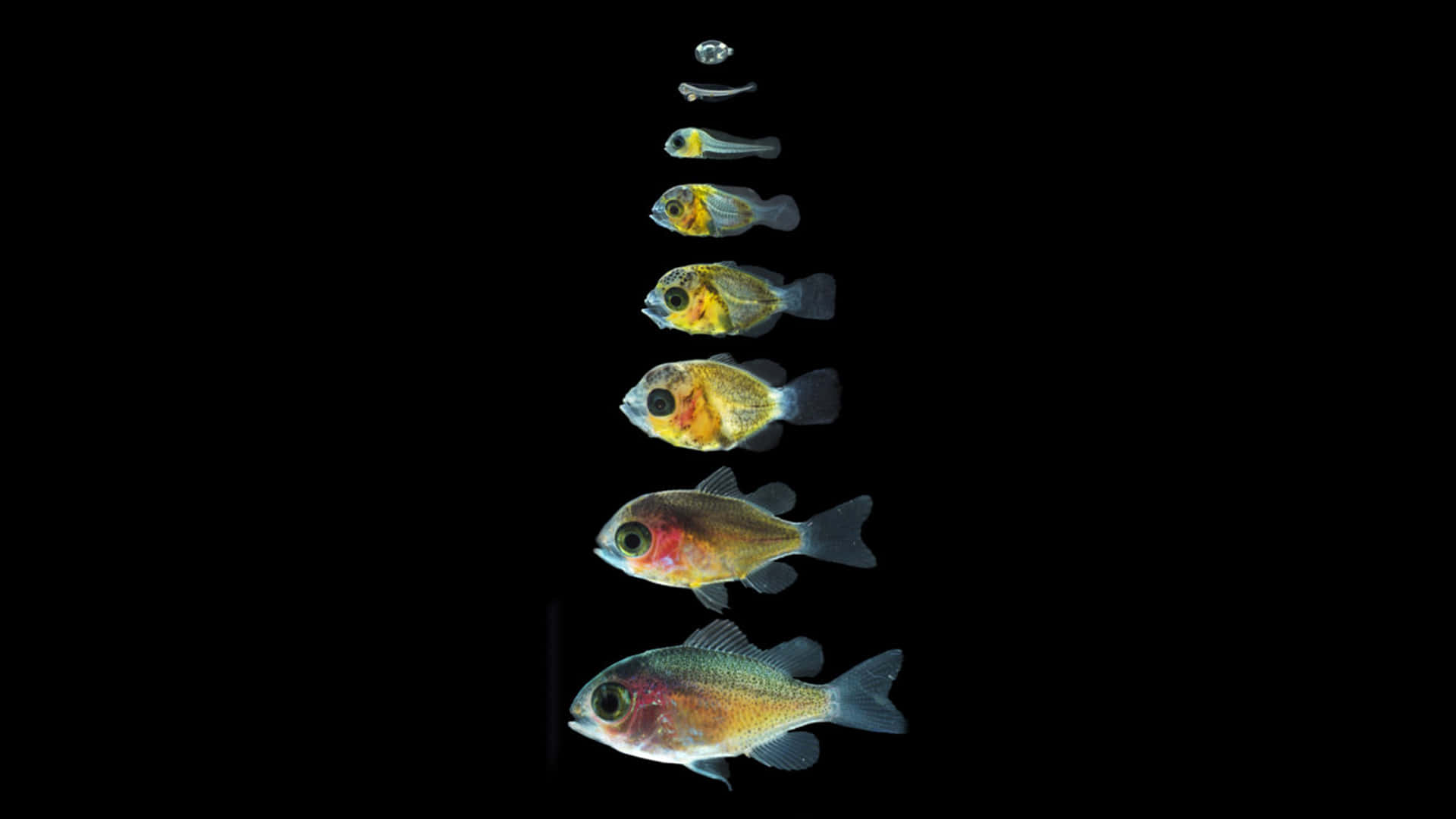 Chromis, fish embryos, adult fish, Full HD Desktop Wallpaper