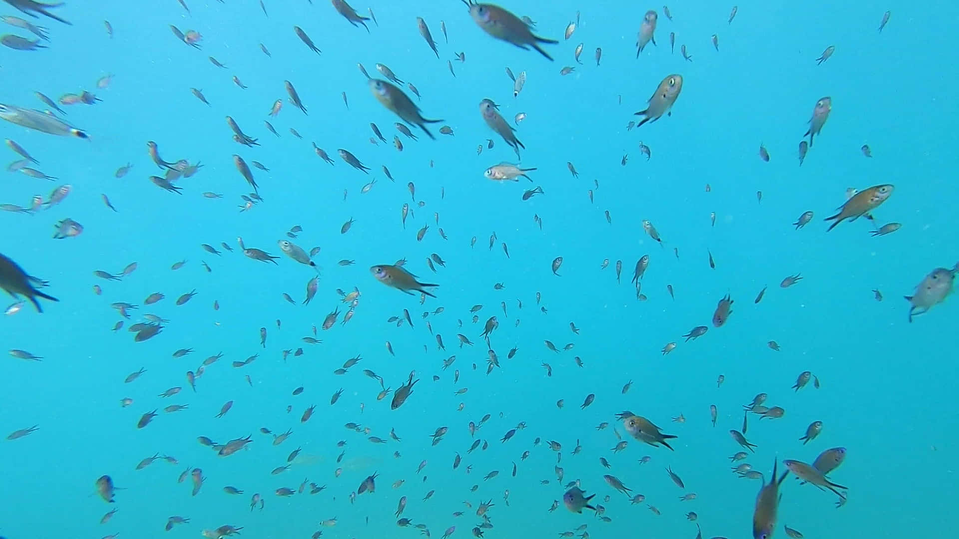 Chromis, school of fish, tropical fish, Full HD Desktop Wallpaper