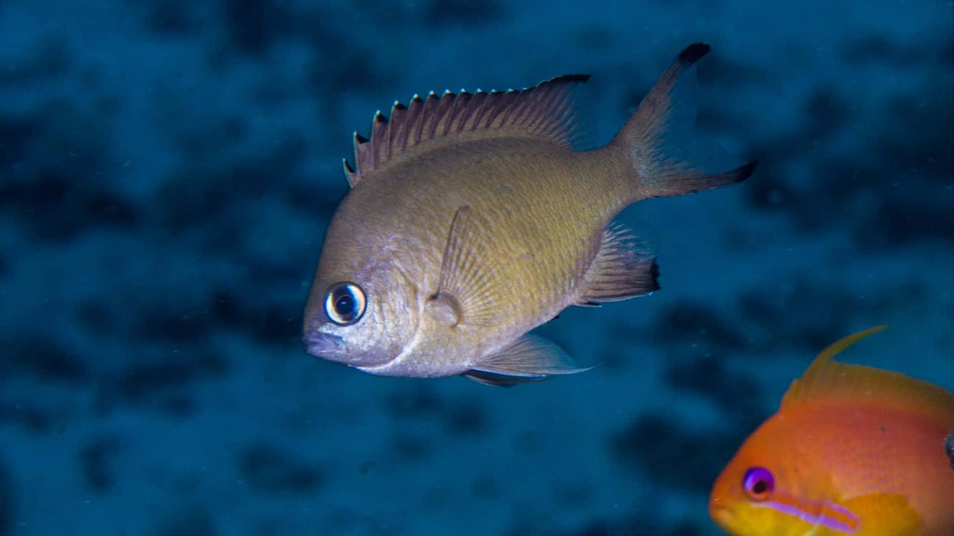 Chromis, brown fish, blue eye, Full HD Desktop Wallpaper