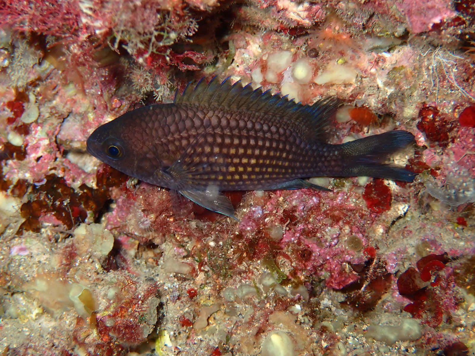 Chromis, coral reef, red marine life, HD Desktop Wallpaper