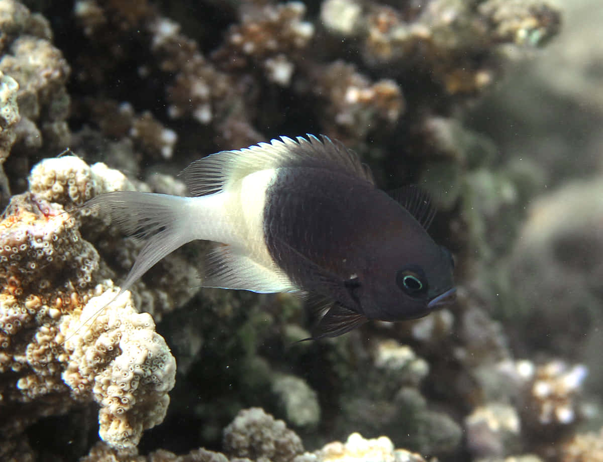 Chromis fish, coral reef, textured coral formations, SD Desktop Wallpaper