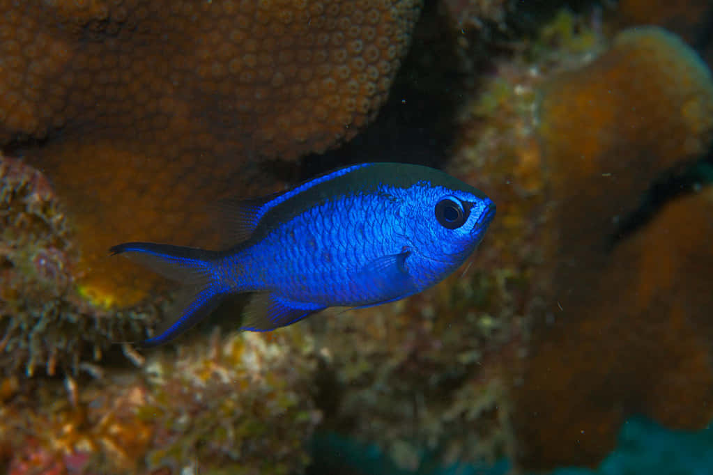 Blue Chromis, reef fish, vibrant blue, SD Desktop Wallpaper