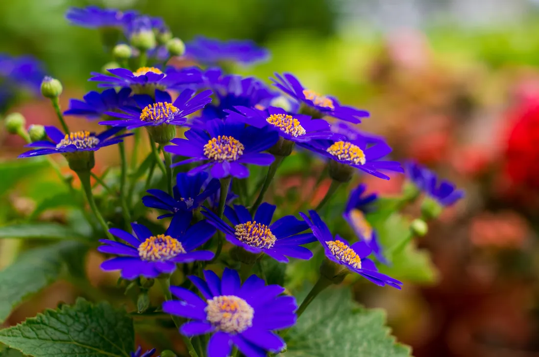 Chrysanthemum