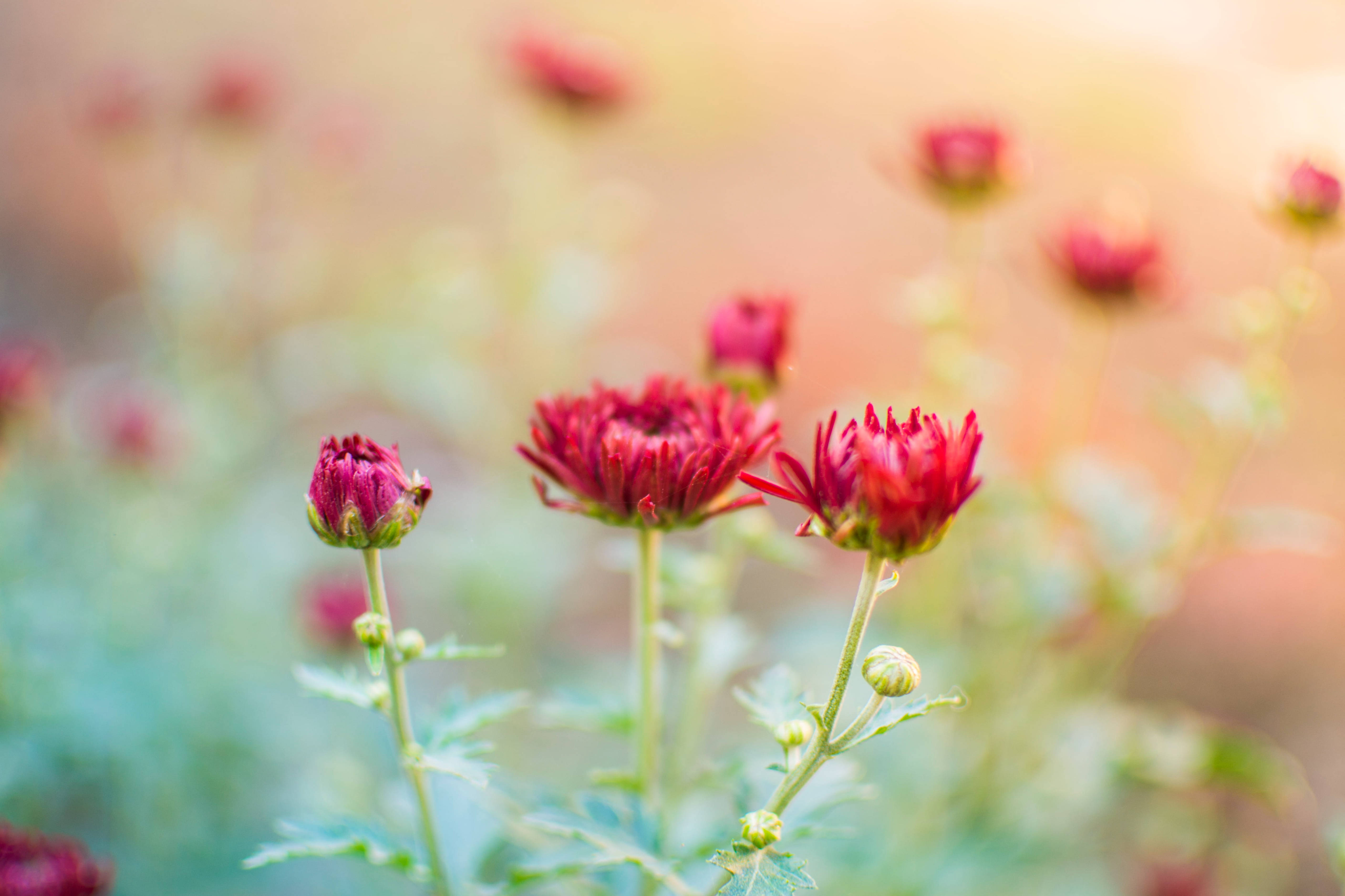 chrysanthemum flowering plant, vibrant red chrysanthemums, warm golden background, 5K Desktop Wallpaper