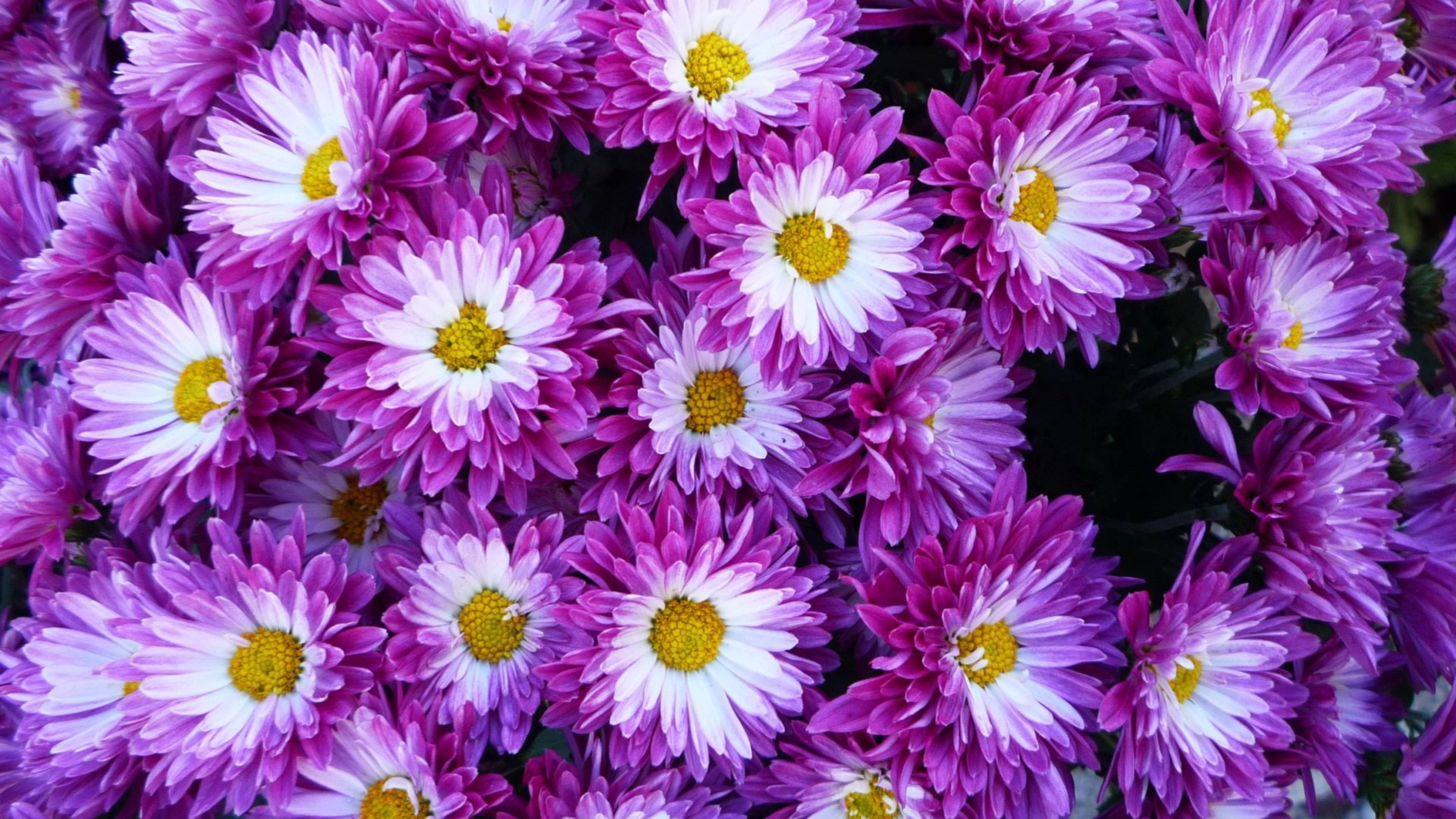 purple white chrysanthemum flowers, vibrant purple and white daisies, bright yellow centers, 5K Desktop Wallpaper