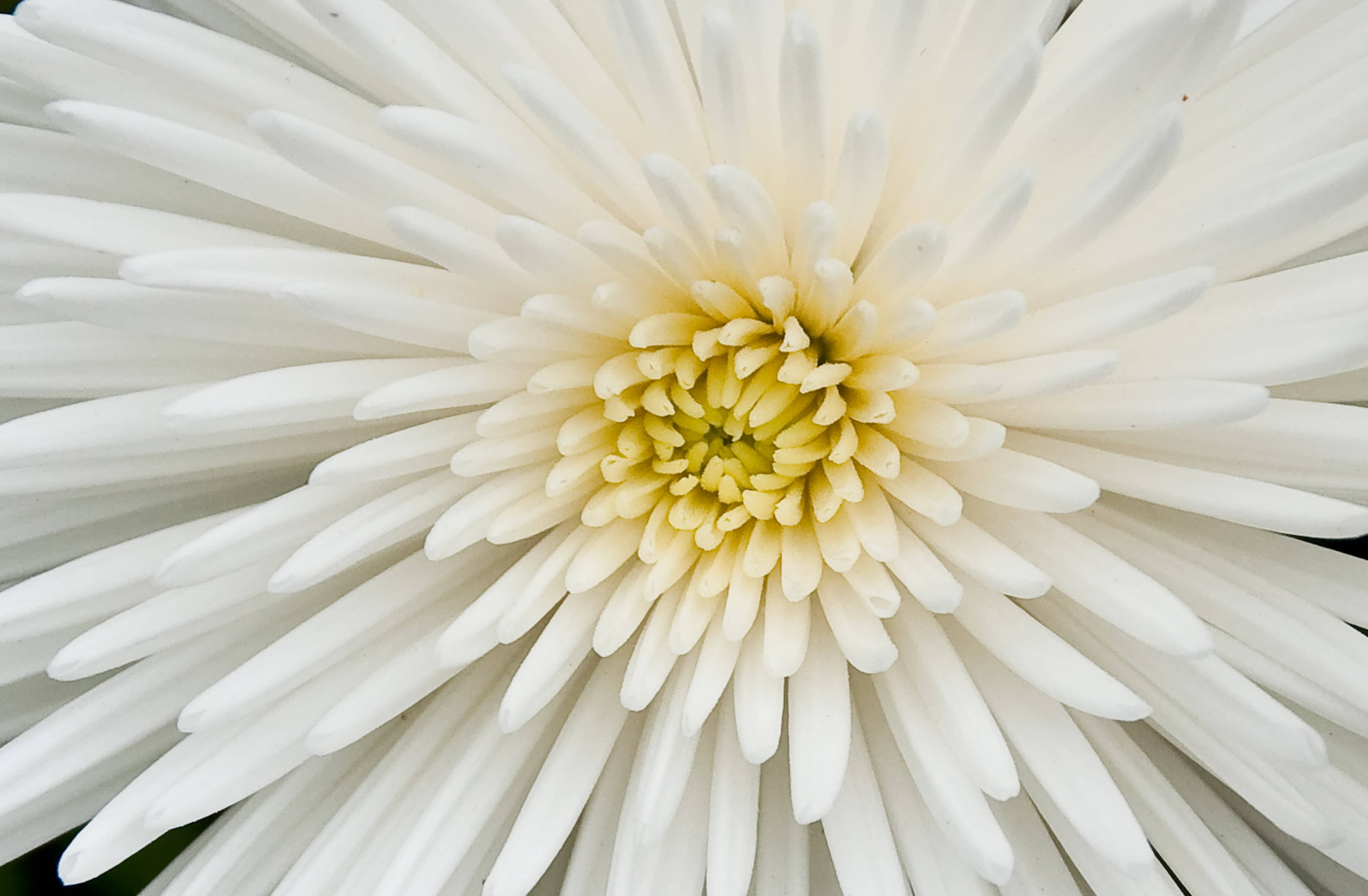 white chrysanthemum, pristine white chrysanthemum, delicate petals, 5K Desktop Wallpaper