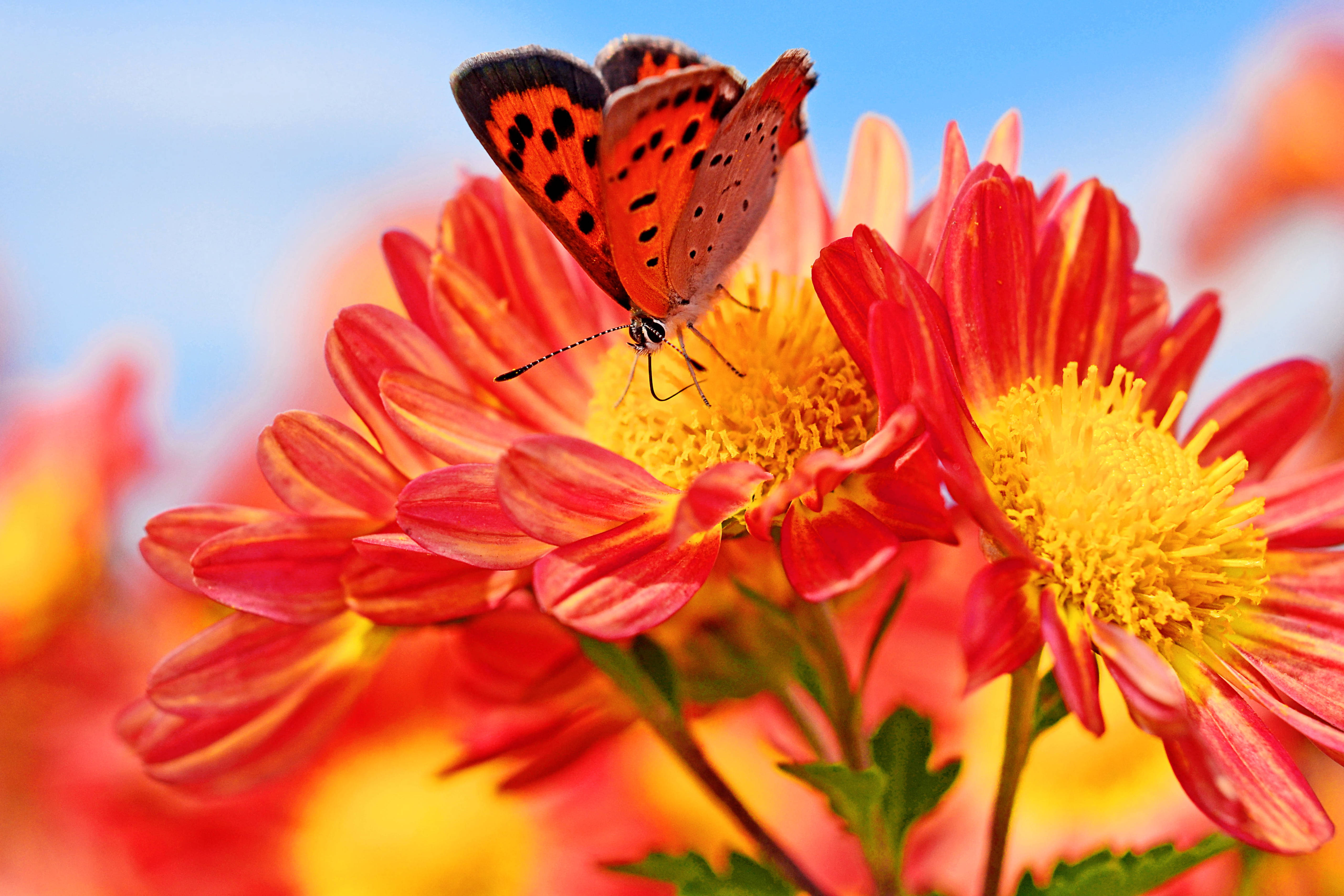 orange chrysanthemums, butterfly, black spots, 5K Desktop Wallpaper