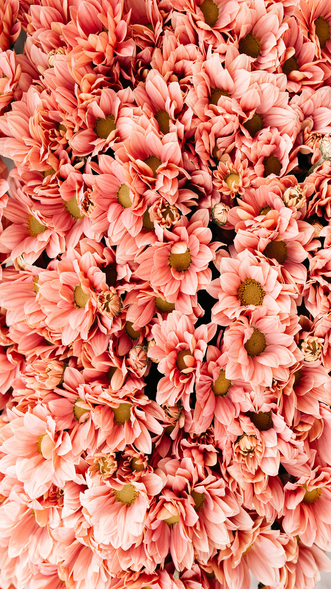 coral chrysanthemum, soft coral pink daisies, green centers, Full HD Phone Wallpaper