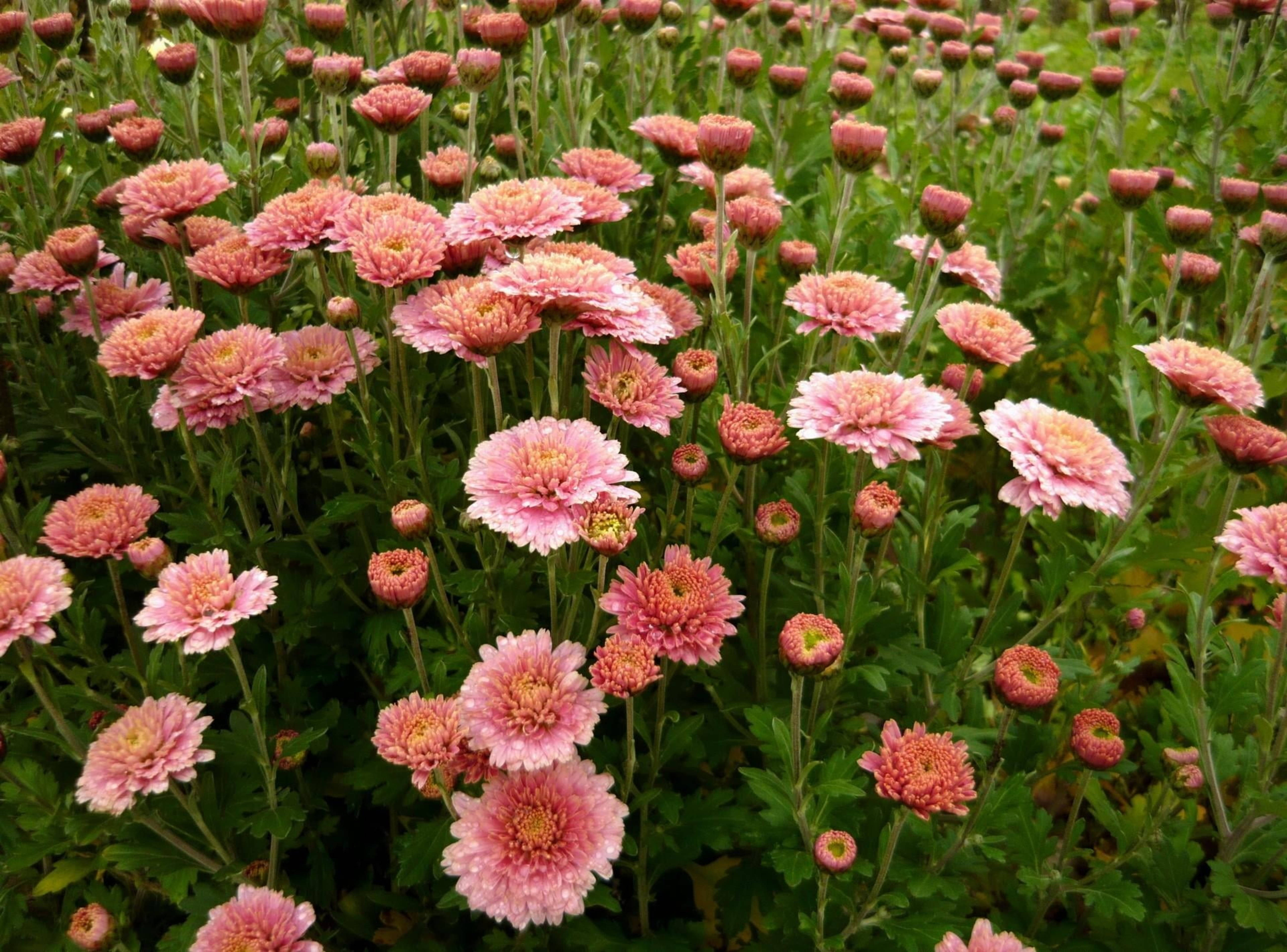 pink chrysanthemum, flower field, yellow centers, 5K Desktop Wallpaper