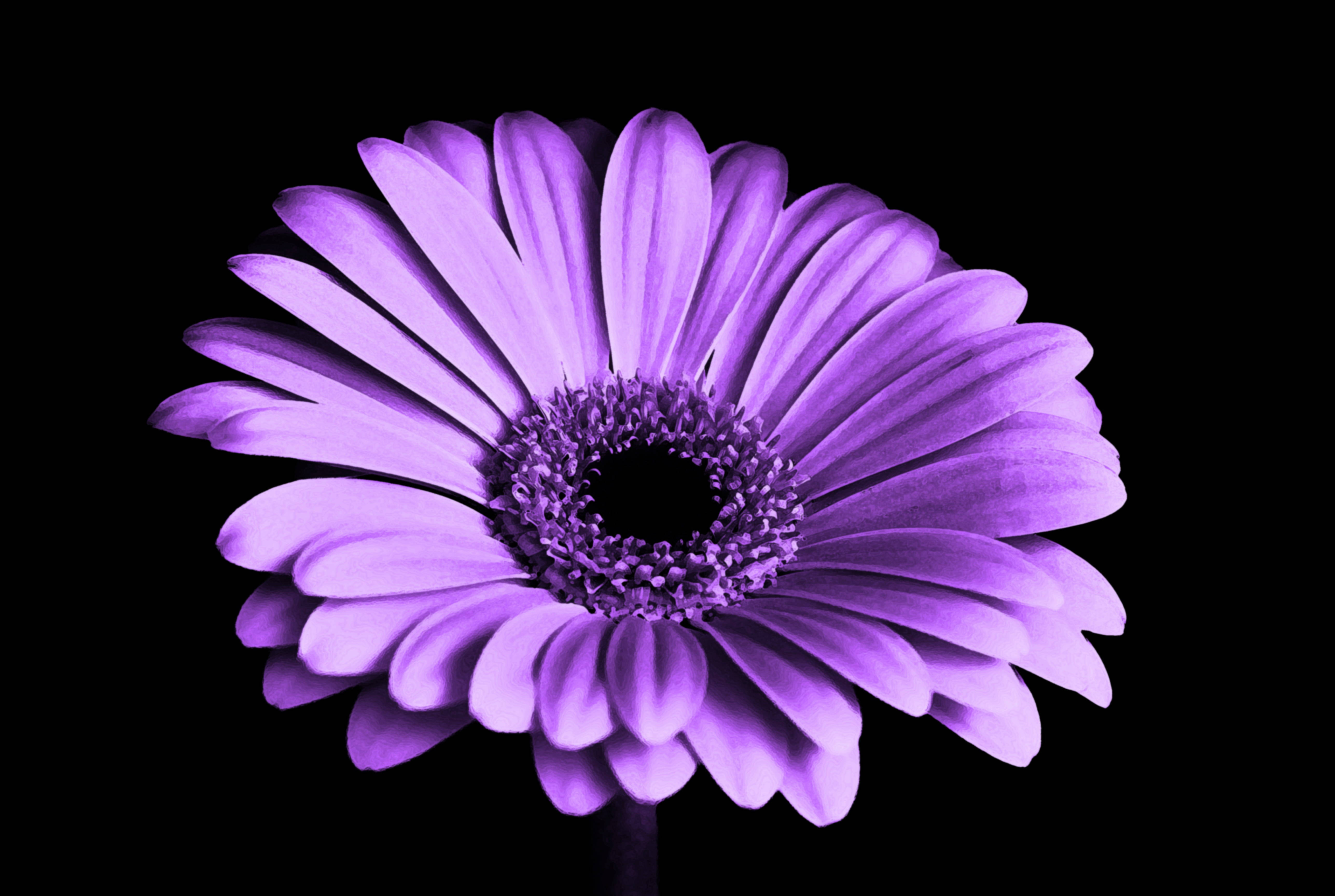 purple chrysanthemum shadow, gerbera daisy, vibrant purple, 5K Desktop Wallpaper
