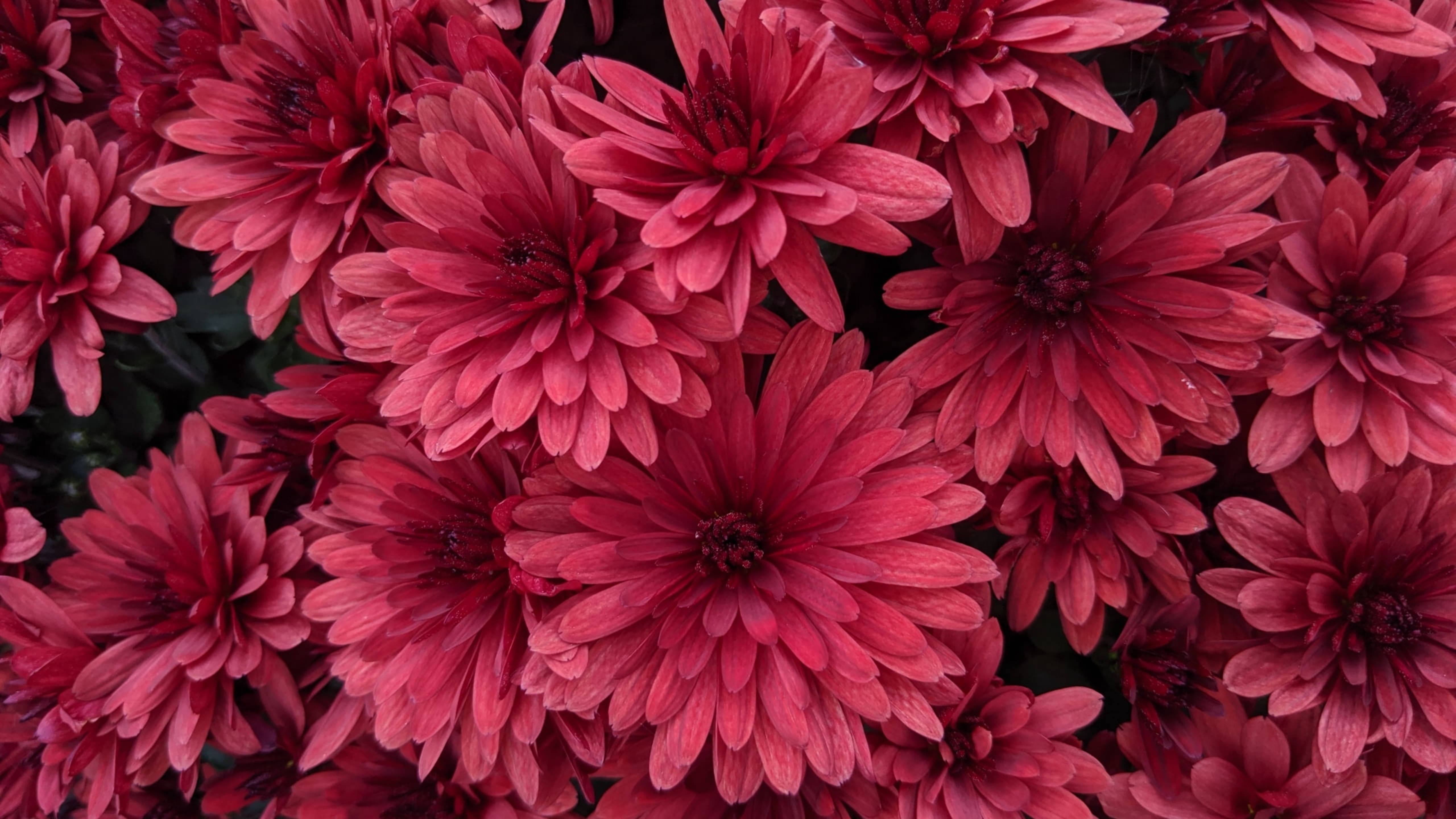 chrysanthemum blossoms, vivid pink chrysanthemums, layered petals, 5K Desktop Wallpaper