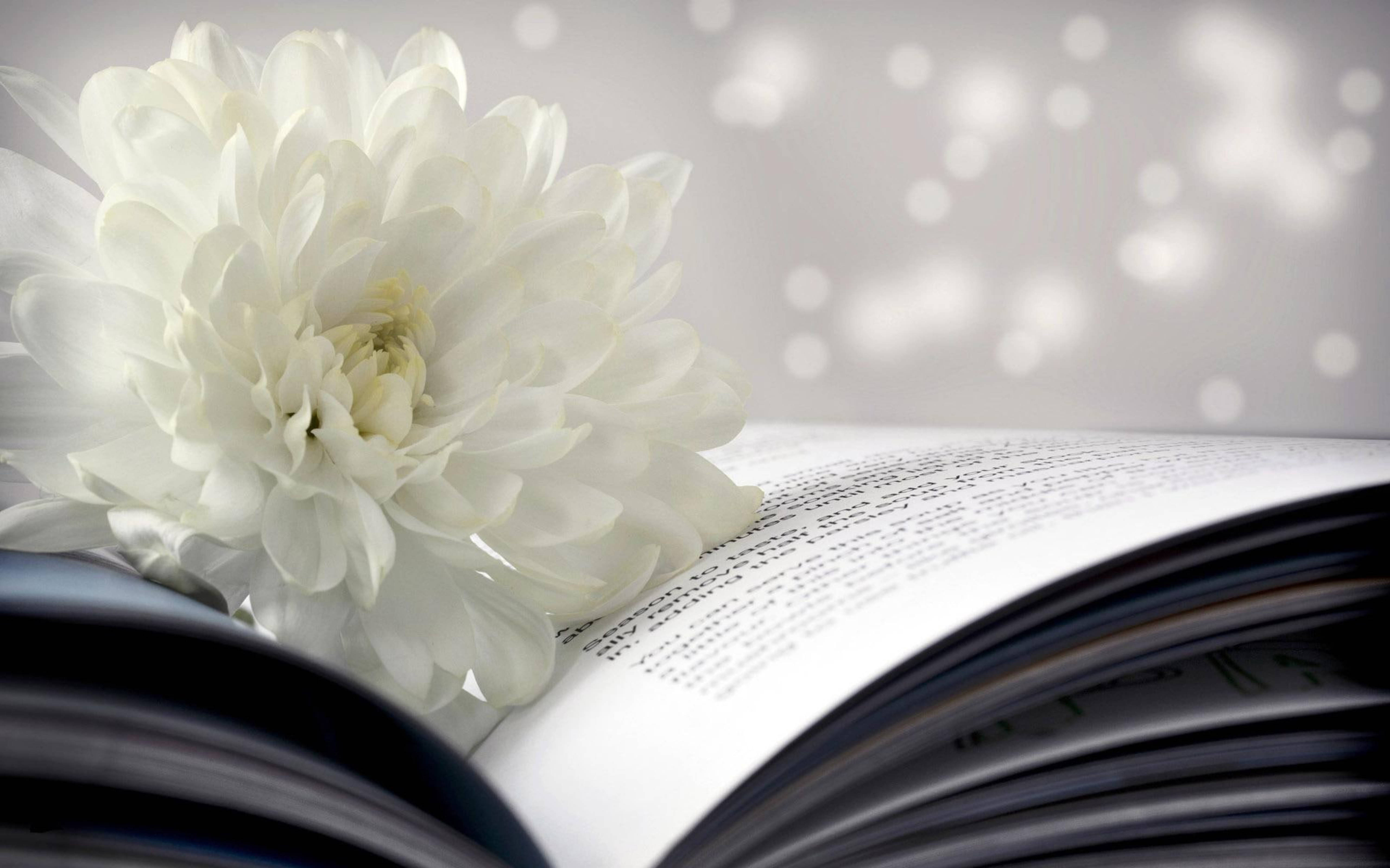 white chrysanthemum, open book, bokeh background, 5K Desktop Wallpaper