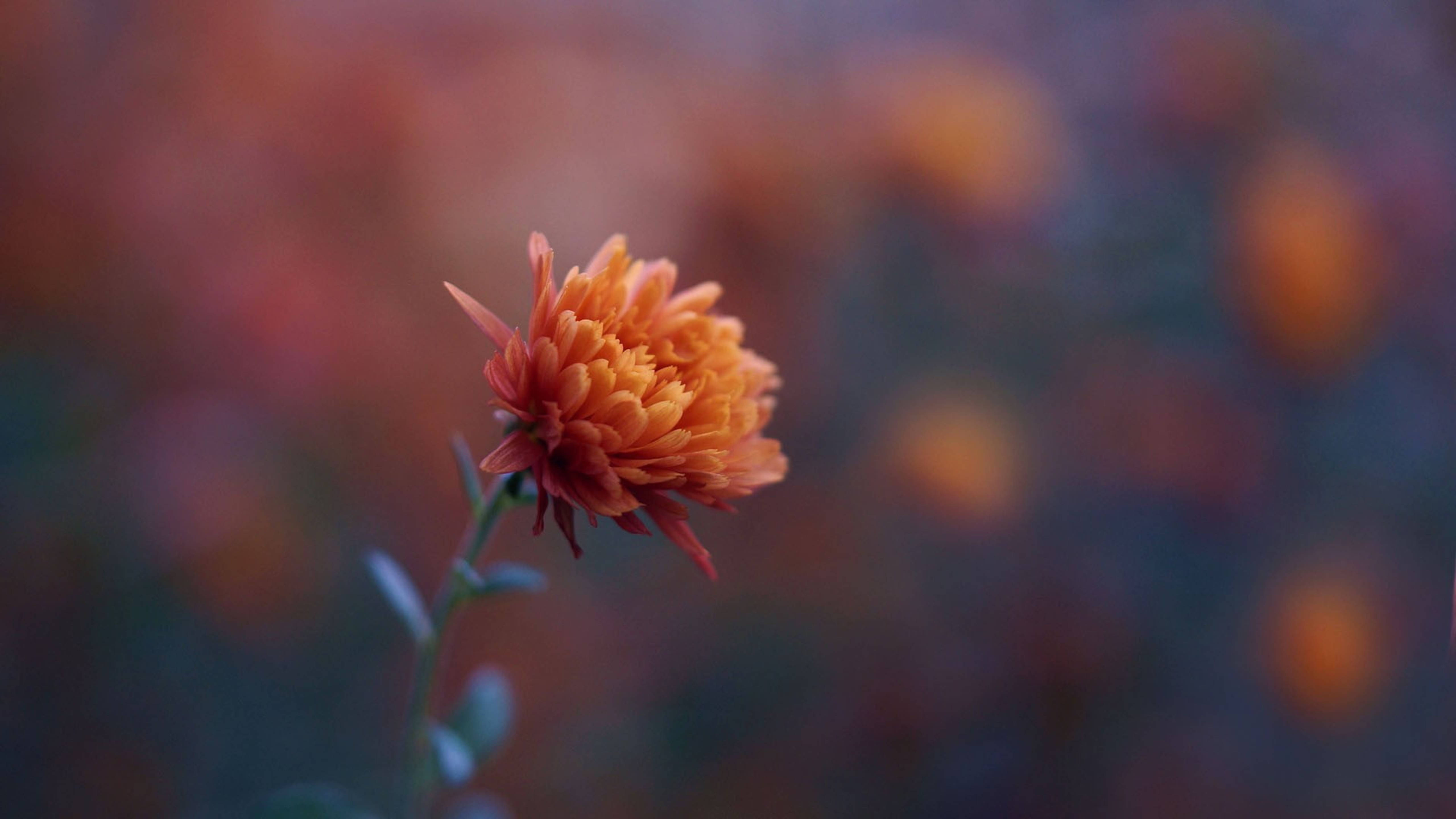 orange chrysanthemum, warm autumnal hues, dreamy blurred background, 5K Desktop Wallpaper