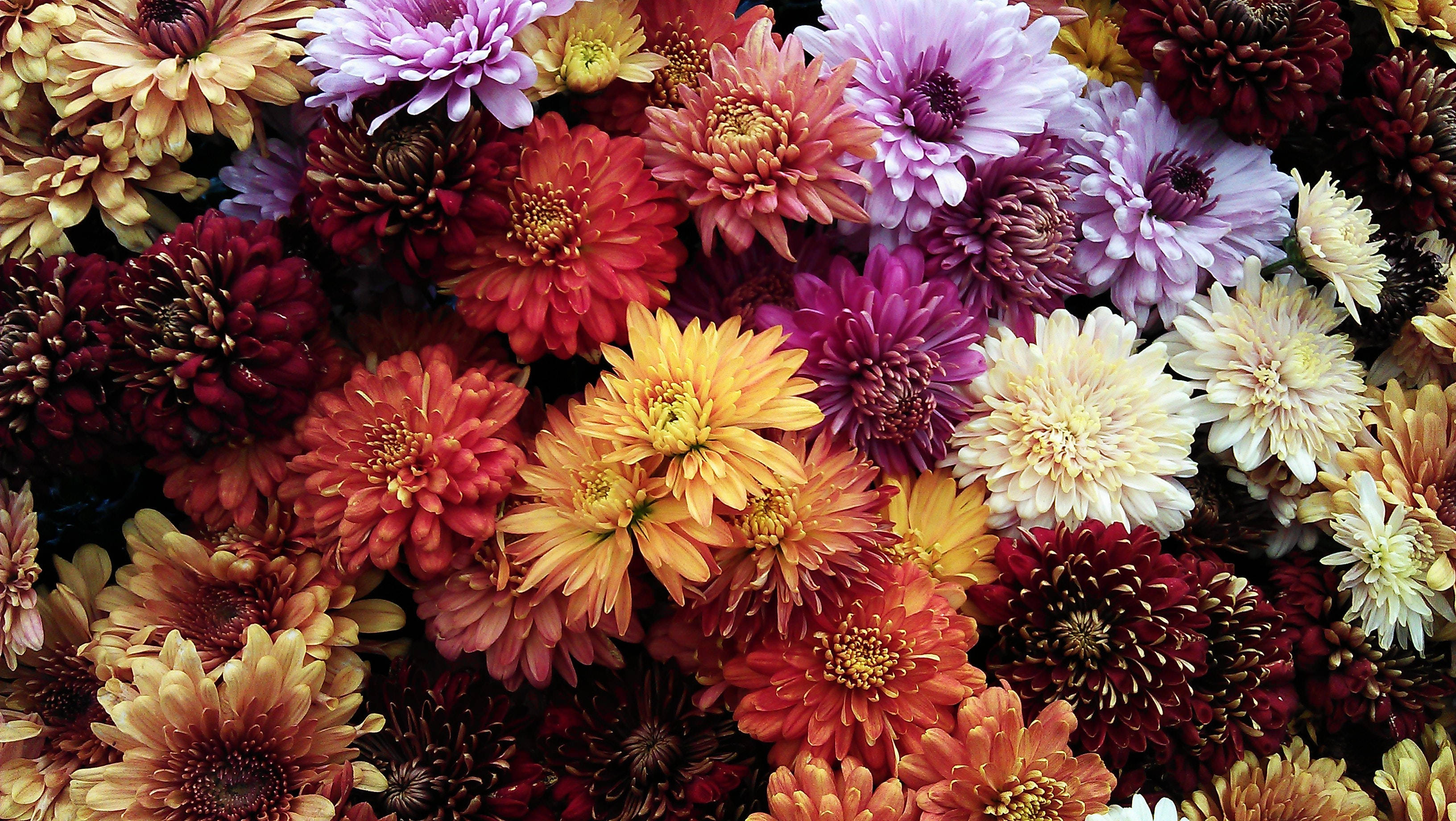 chrysanthemums, red, purple, 2K Desktop Wallpaper