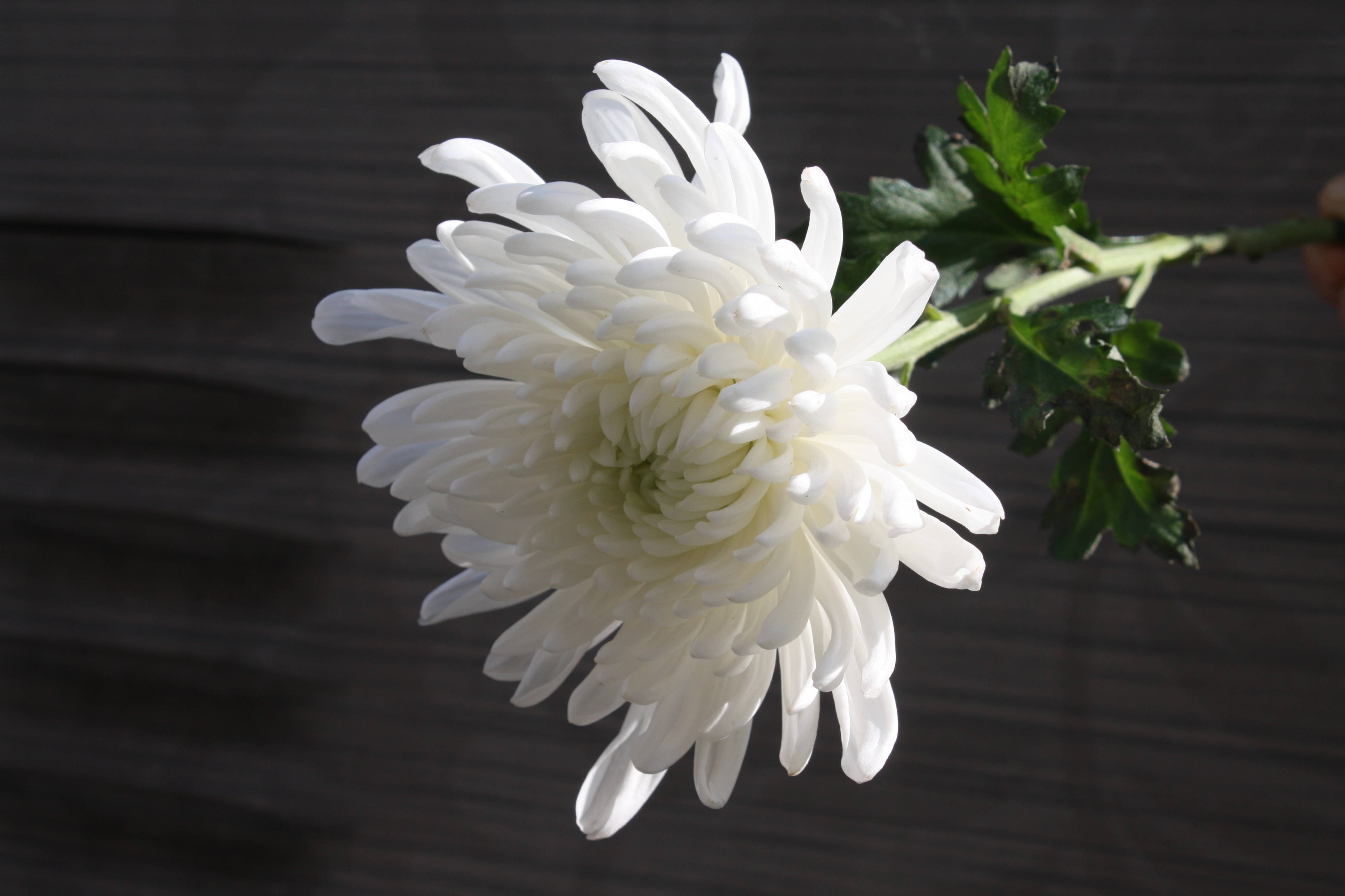 white chrysanthemum flower, delicate petals, dark wooden background, 5K Desktop Wallpaper
