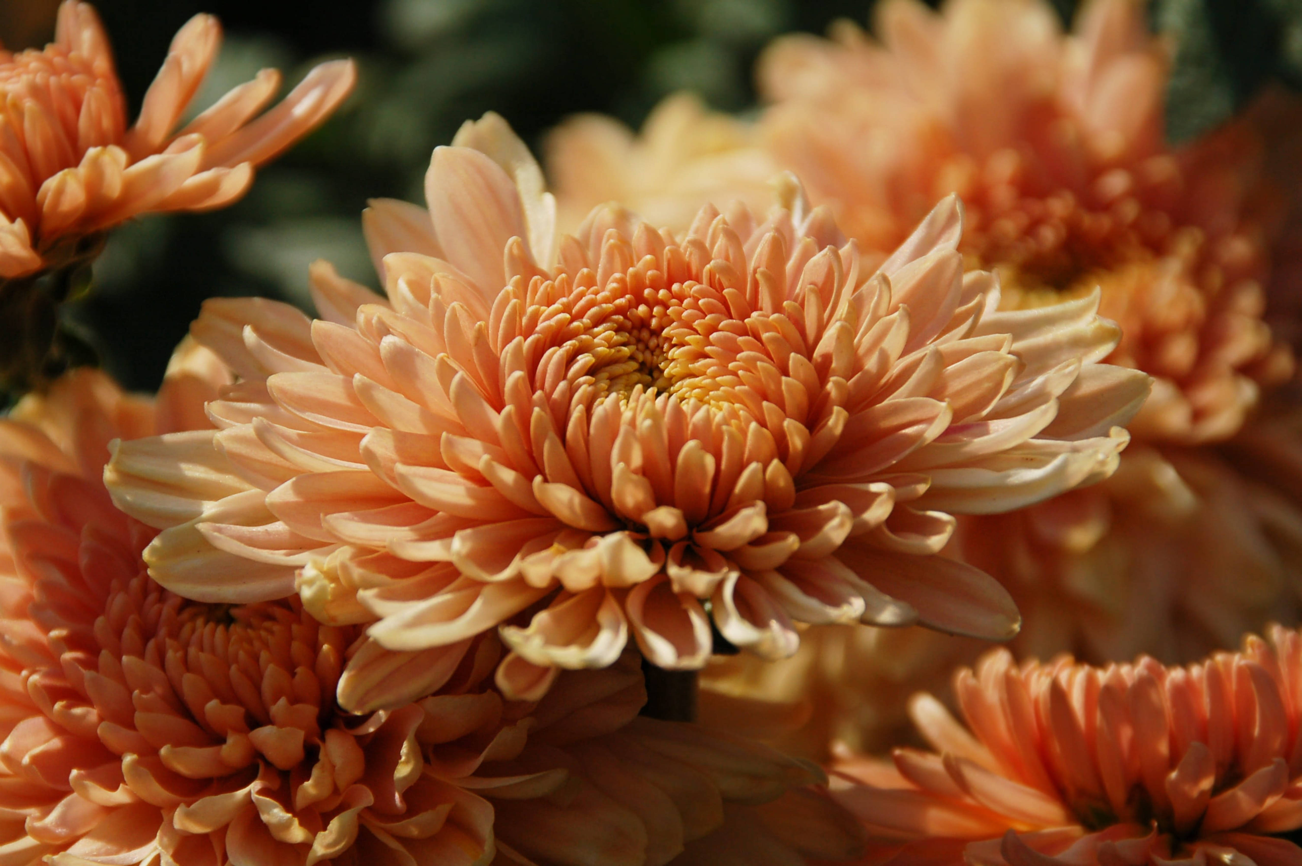 orange chrysanthemums, autumn bloom, peach-colored chrysanthemums, 5K Desktop Wallpaper