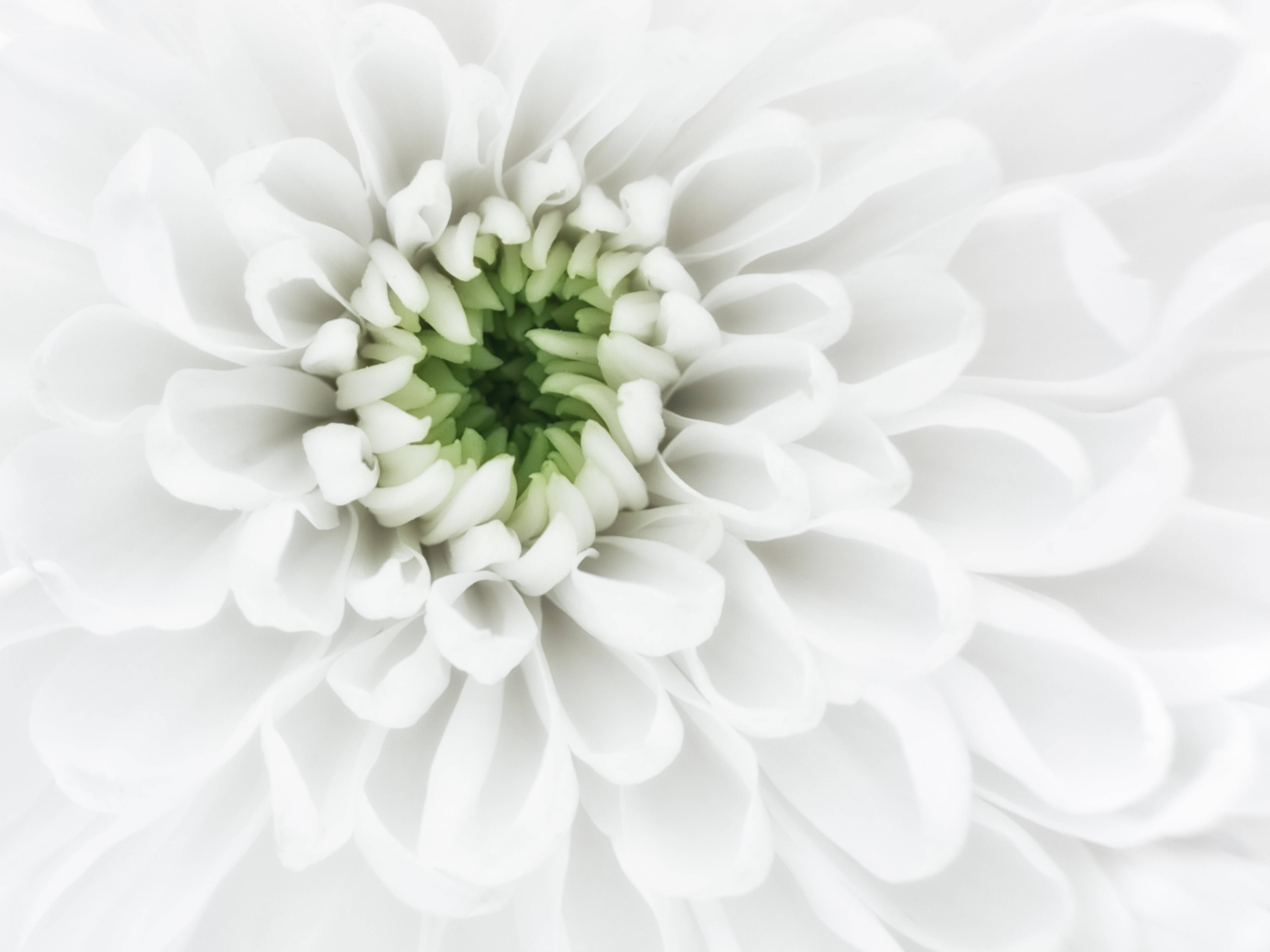 chrysanthemum, white petals, pristine white, 5K Desktop Wallpaper