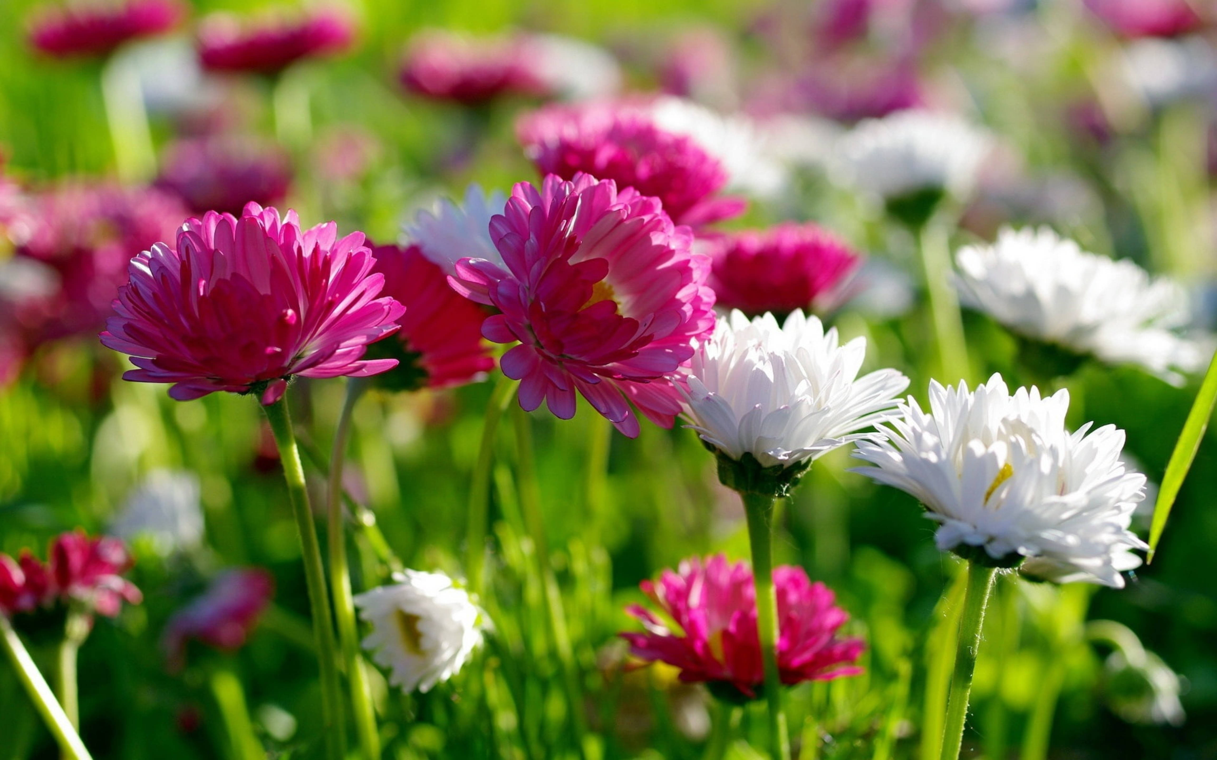 chrysanthemum flowers, summer field, vibrant pink, 5K Desktop Wallpaper