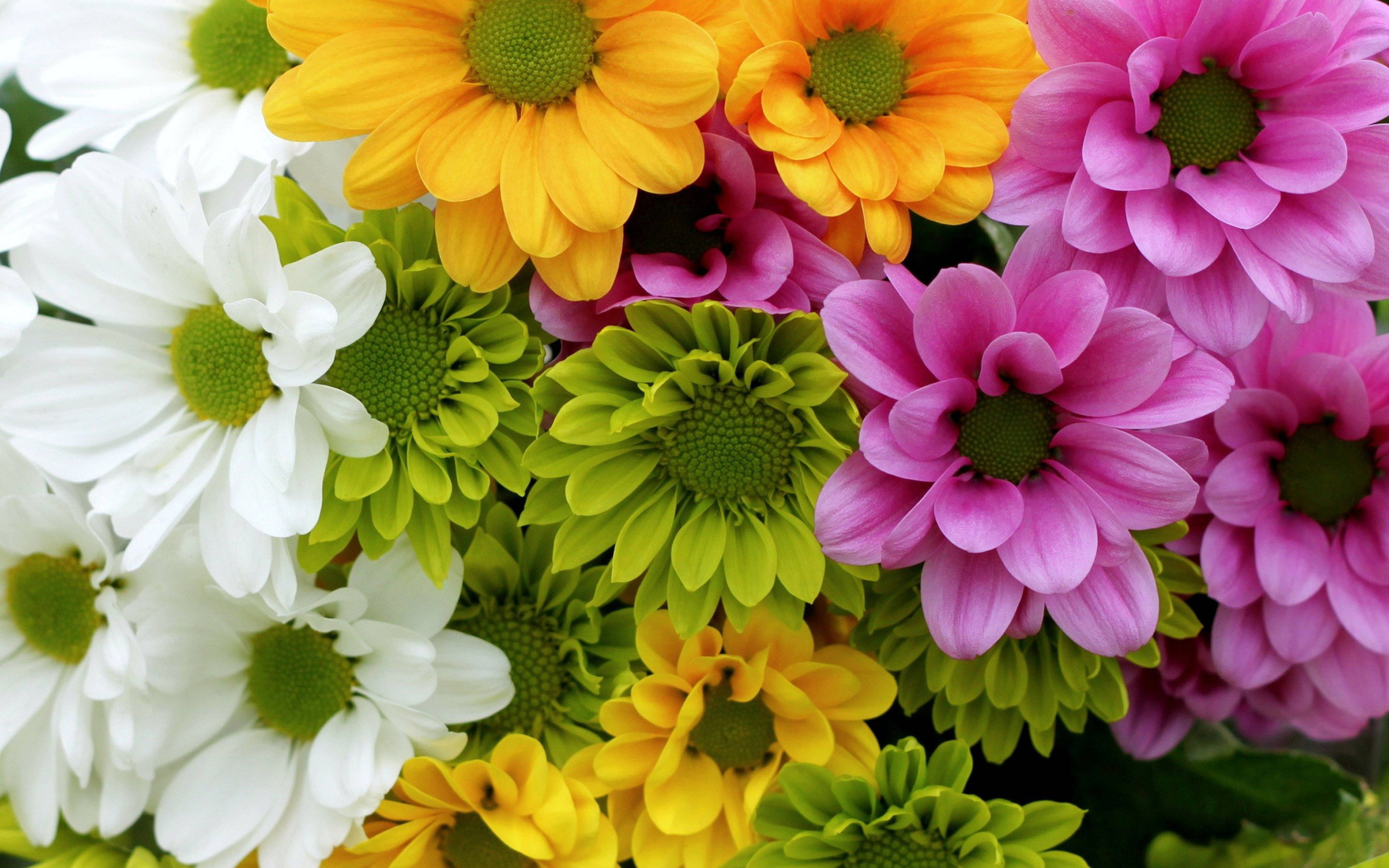 chrysanthemum, white, yellow, 5K Desktop Wallpaper