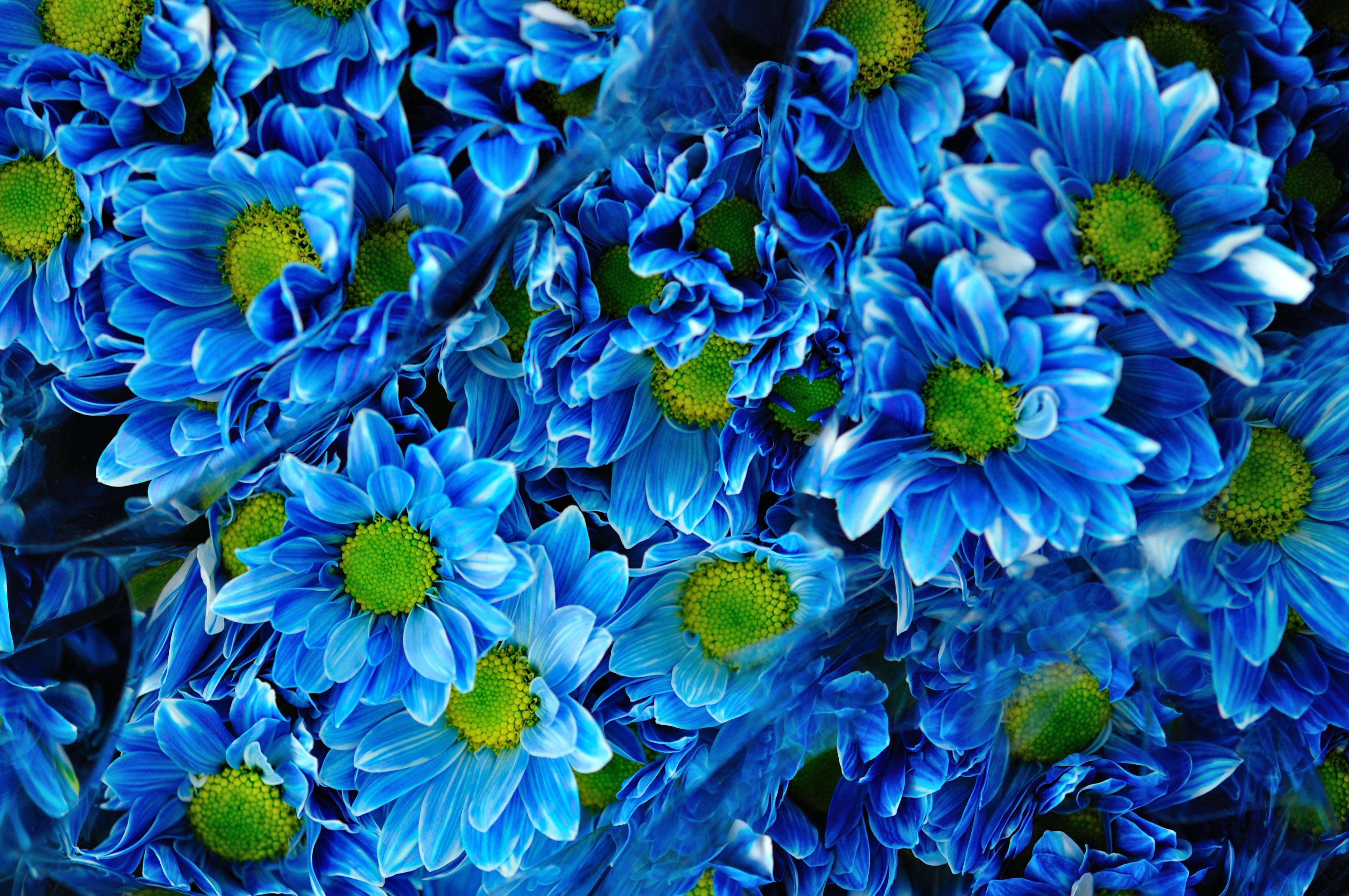 blue chrysanthemum flower bouquets, vibrant blue daisies, green centers, 5K Desktop Wallpaper