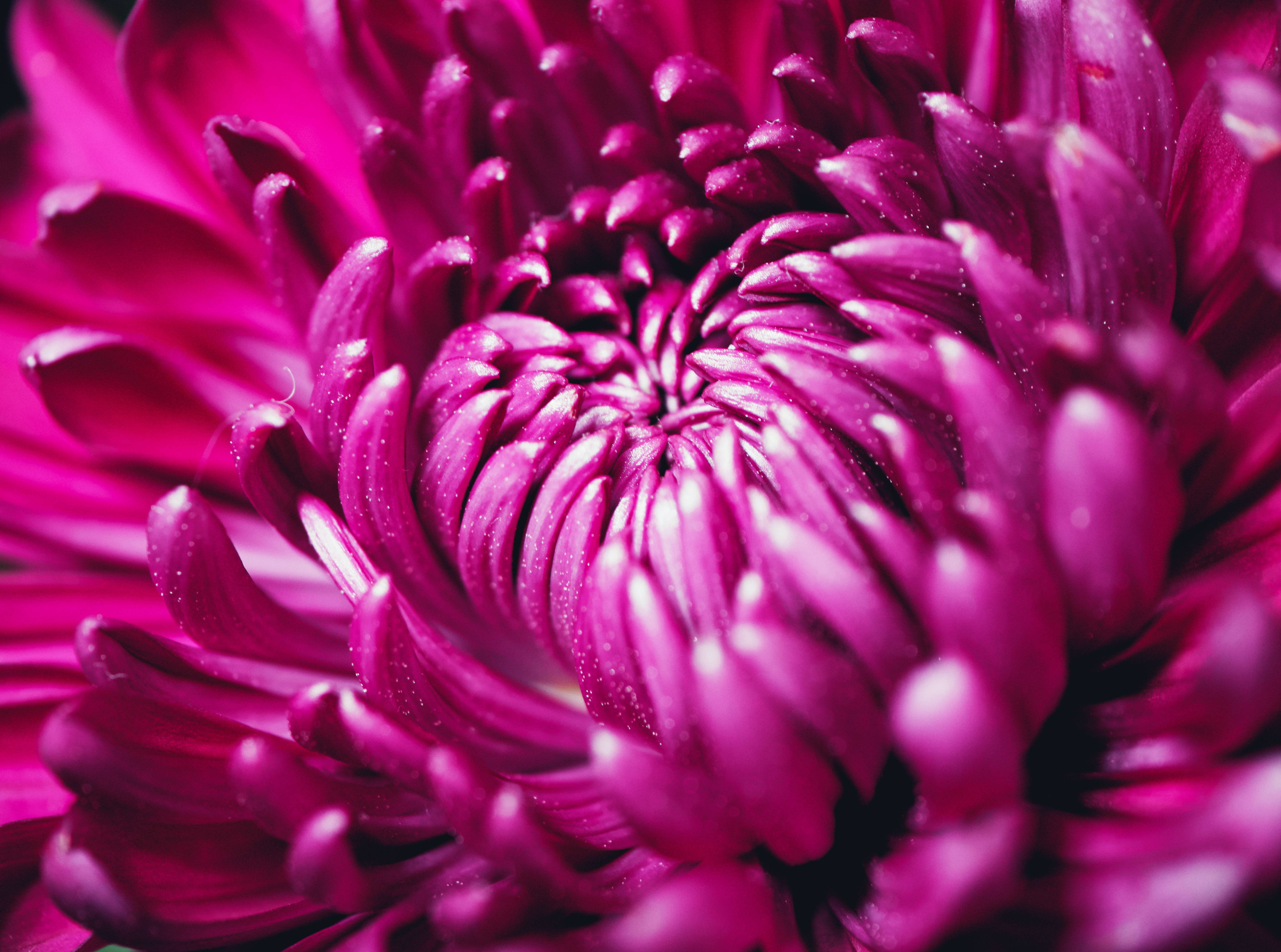 purple chrysanthemum petals, magenta chrysanthemum, dew drops, 5K Desktop Wallpaper