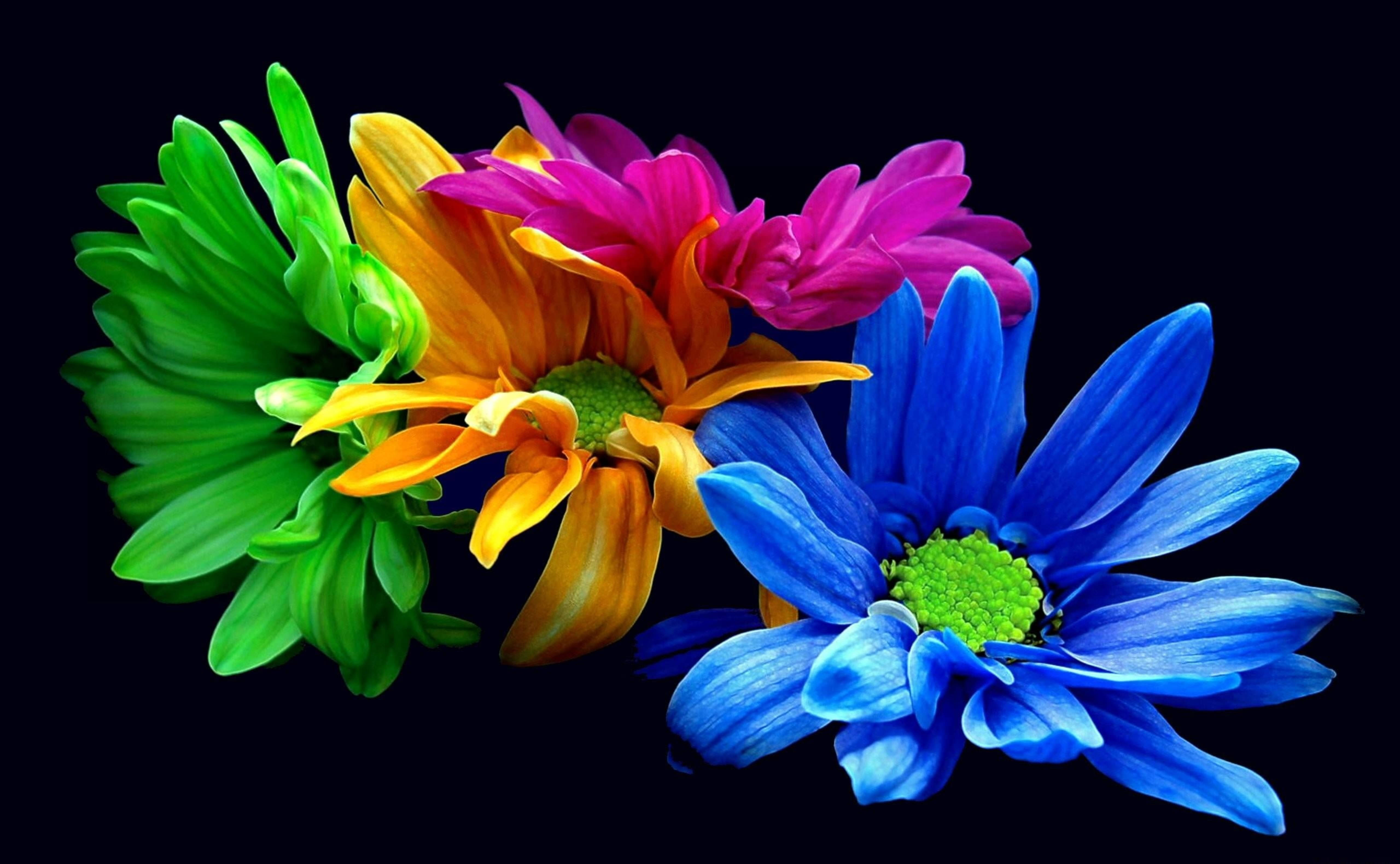 colorful neon chrysanthemums, multicolored daisies, green orange pink and blue, 5K Desktop Wallpaper