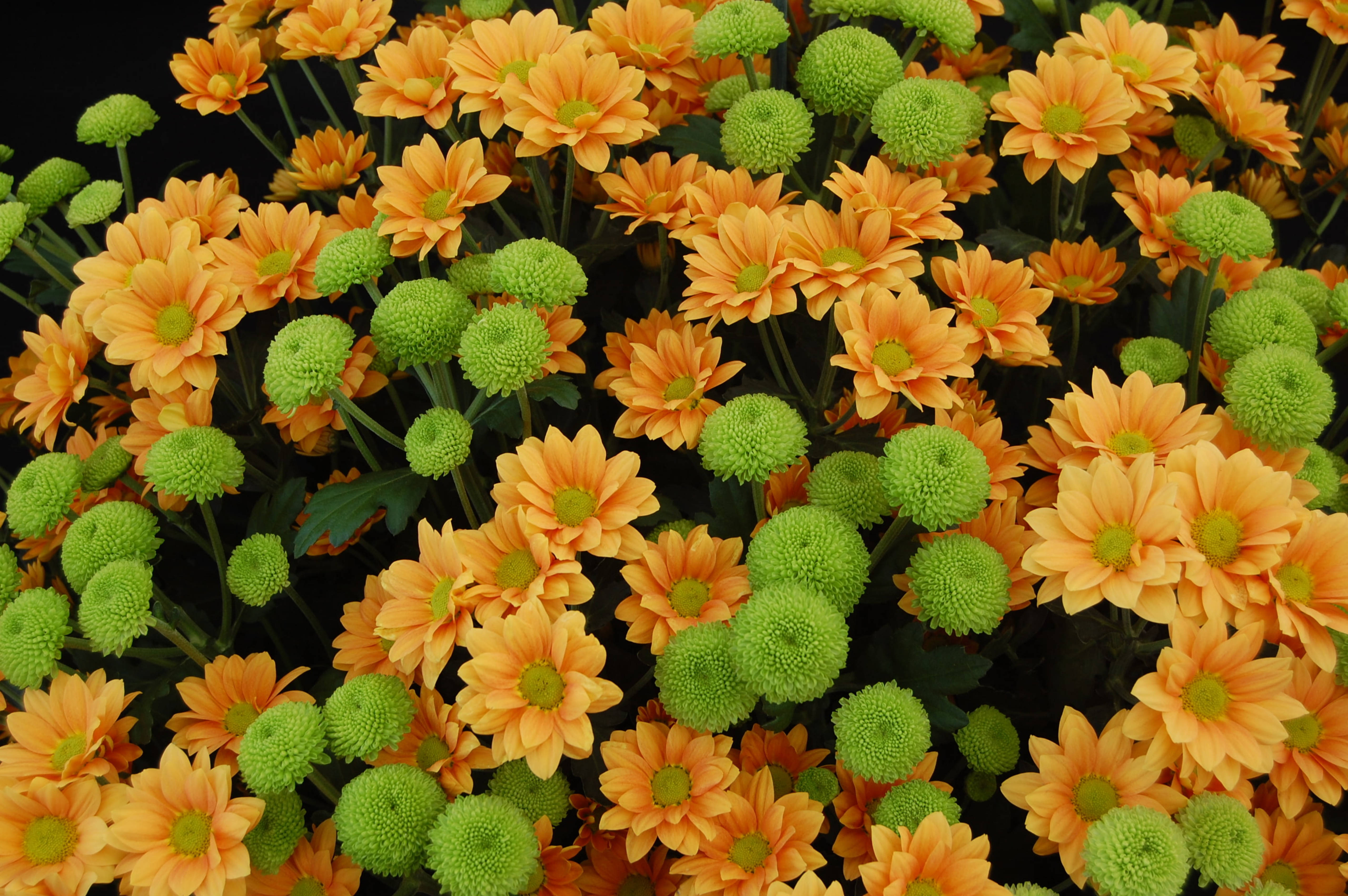 green and orange chrysanthemums, vibrant orange daisies, lime green buds, 5K Desktop Wallpaper