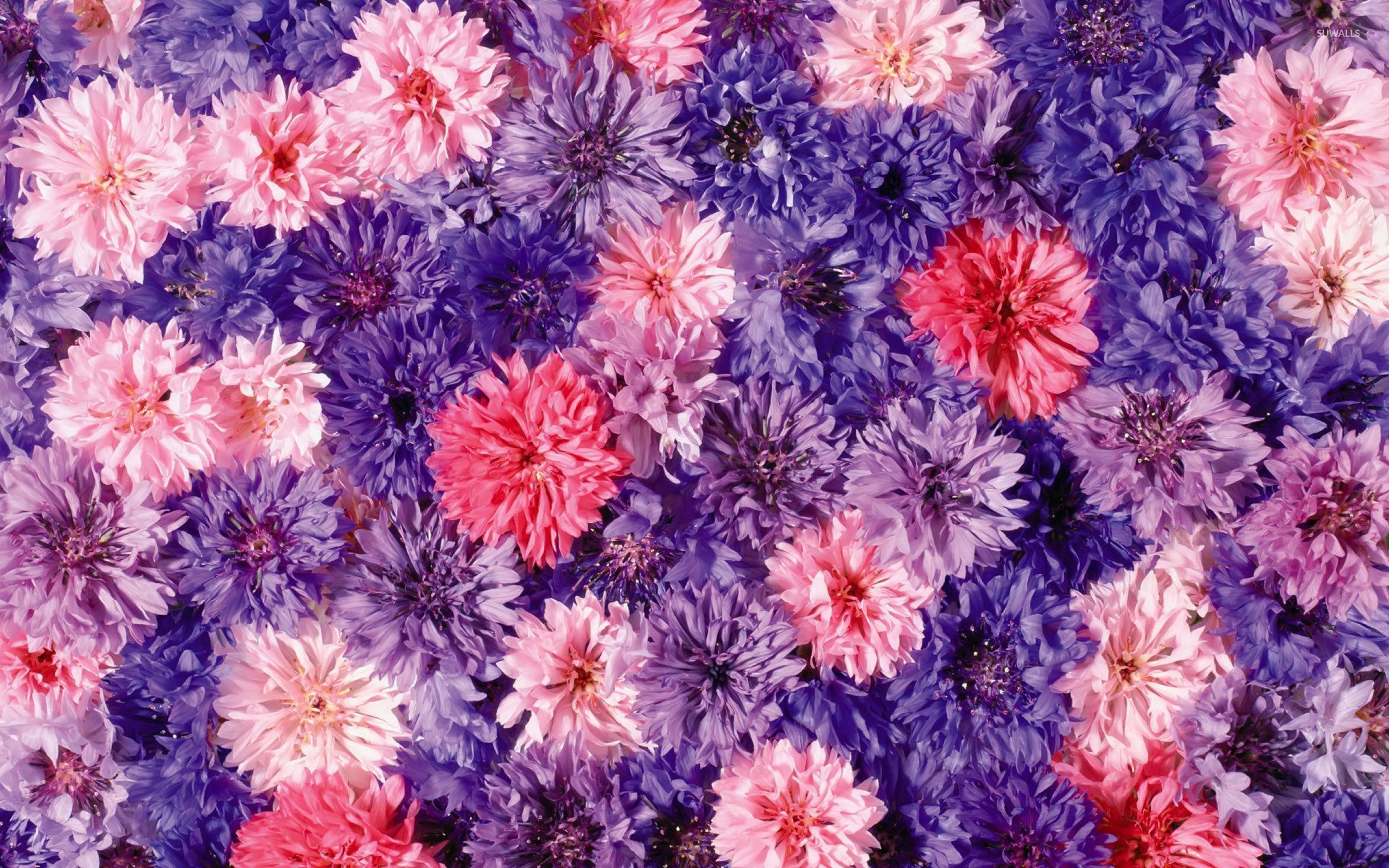 purple chrysanthemums, pink chrysanthemums, vibrant close-up, 5K Desktop Wallpaper
