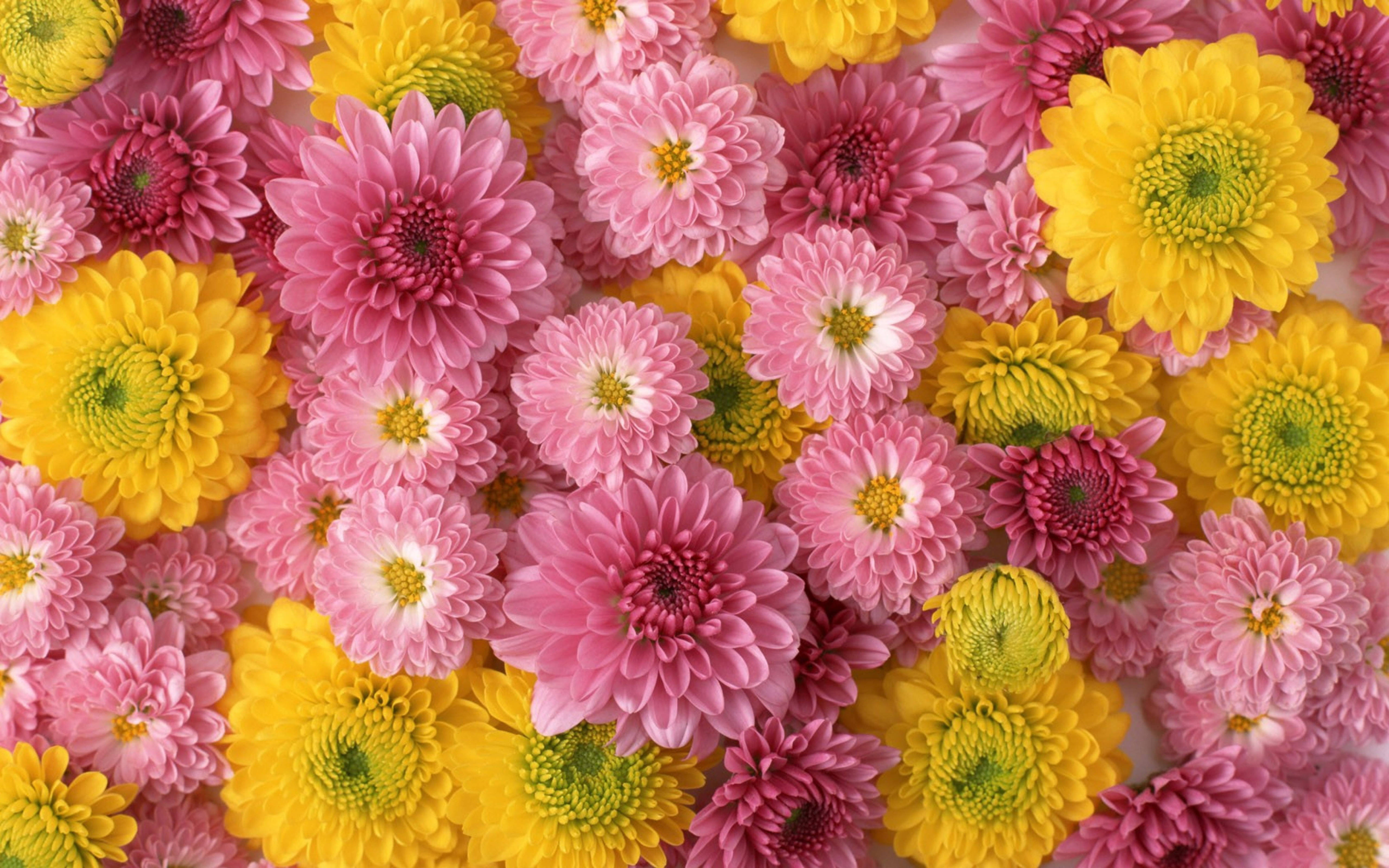 pink chrysanthemums, yellow chrysanthemums, colorful floral pattern, 5K Desktop Wallpaper