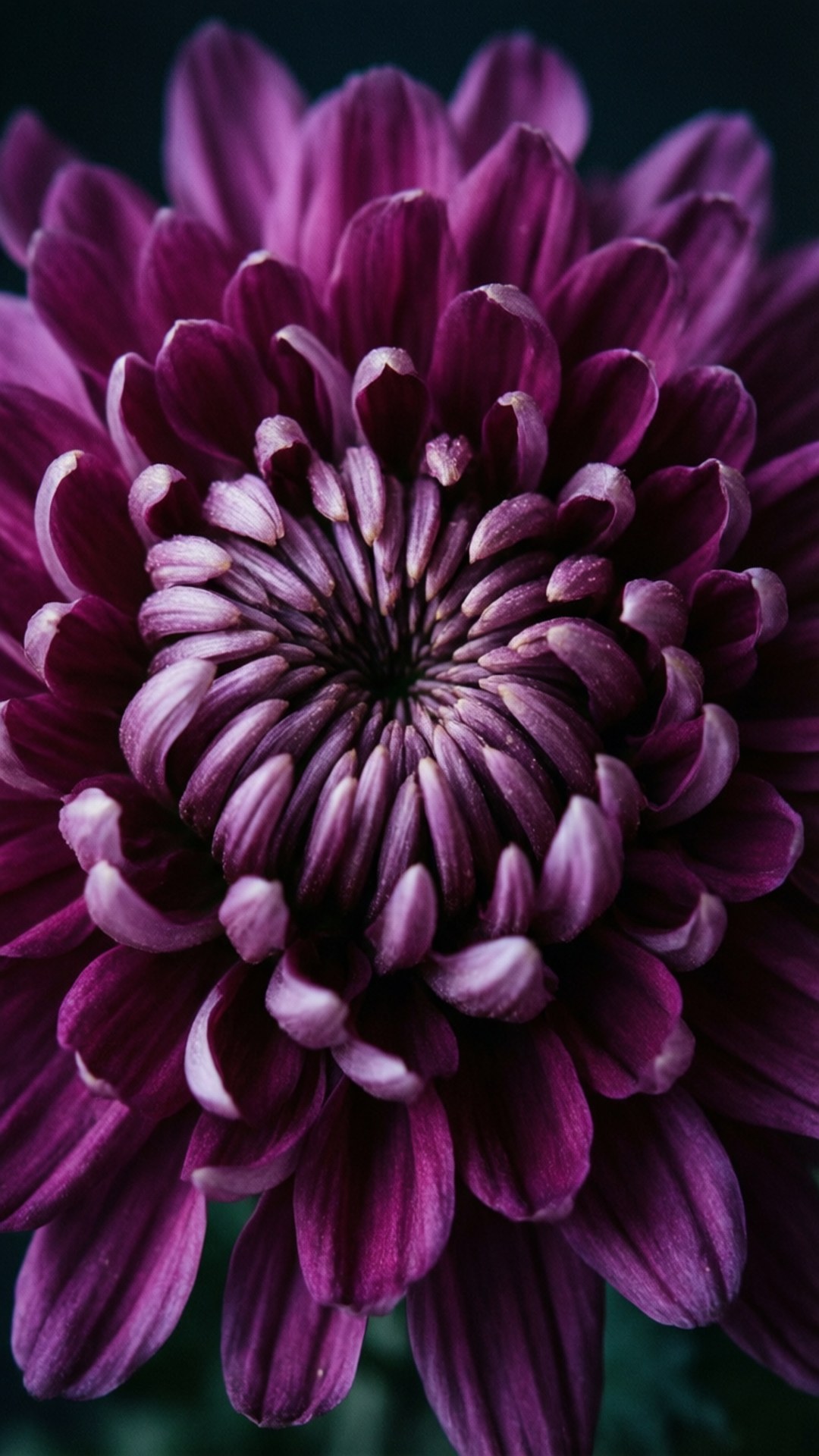 purple spiral chrysanthemum, deep purple chrysanthemum, layered petals, Full HD Phone Wallpaper