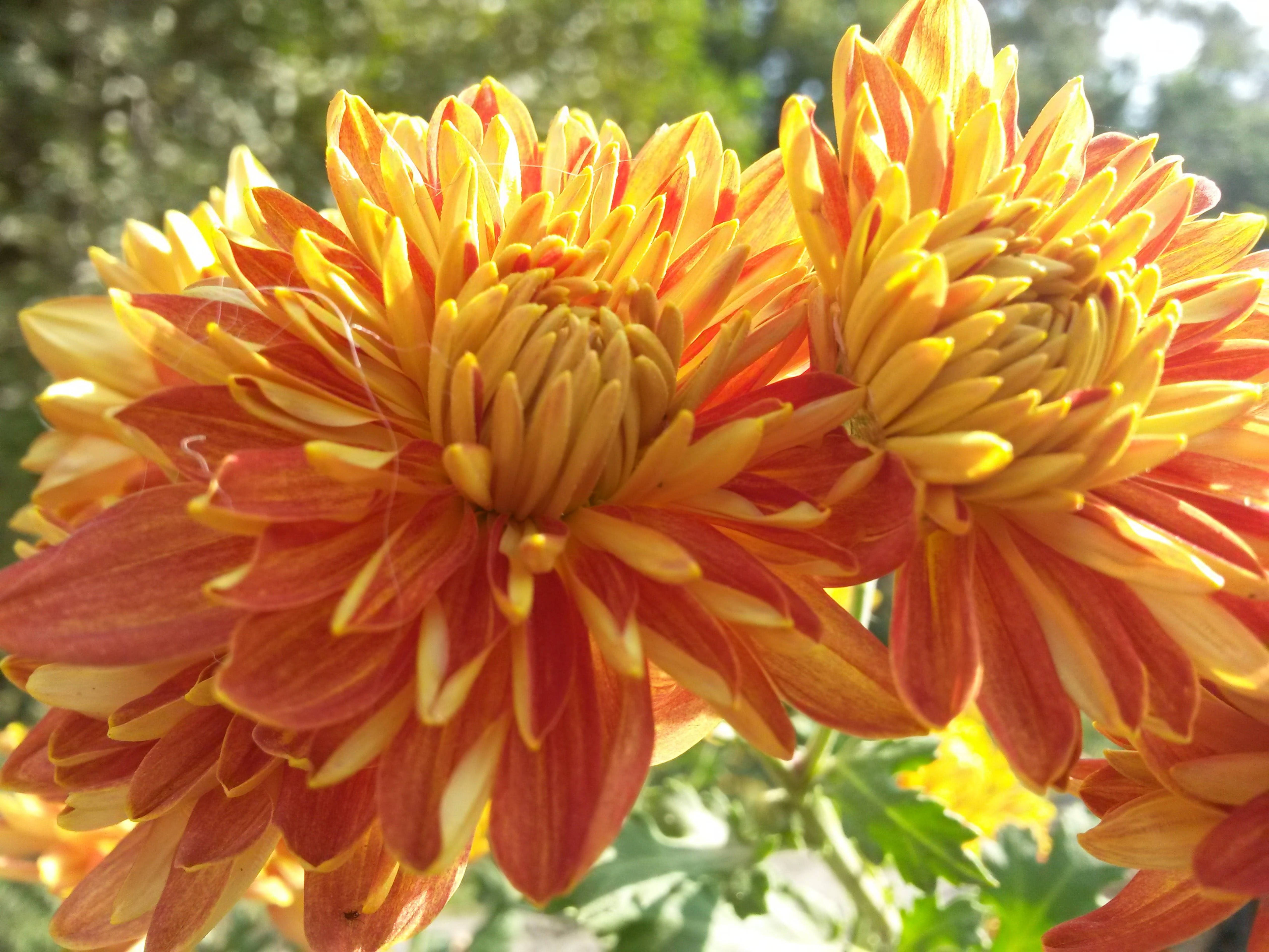 orange chrysanthemums, yellow chrysanthemums, soft sunlight, 5K Desktop Wallpaper