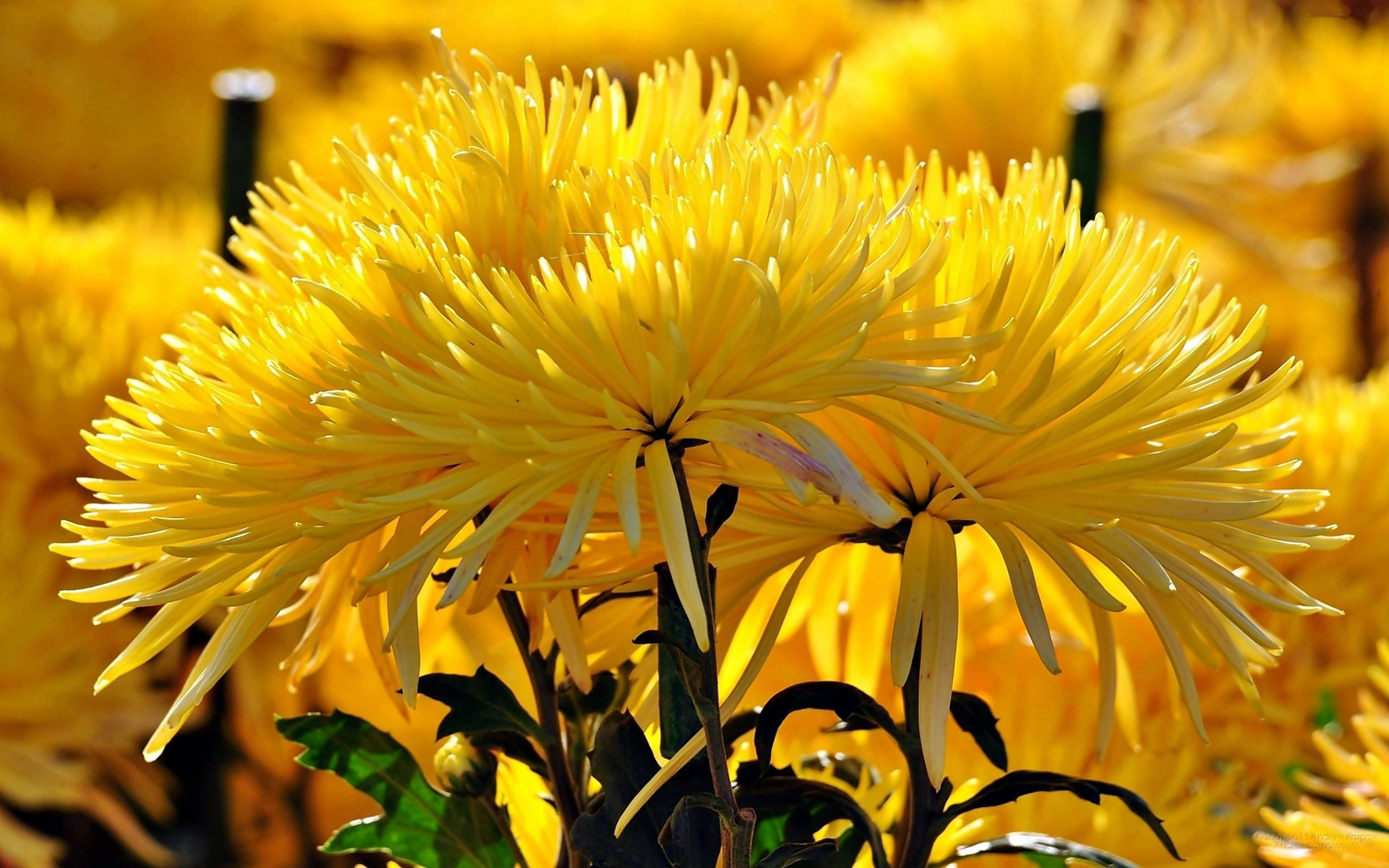 yellow autumn chrysanthemums, vibrant yellow chrysanthemums, delicate spiky petals, 5K Desktop Wallpaper