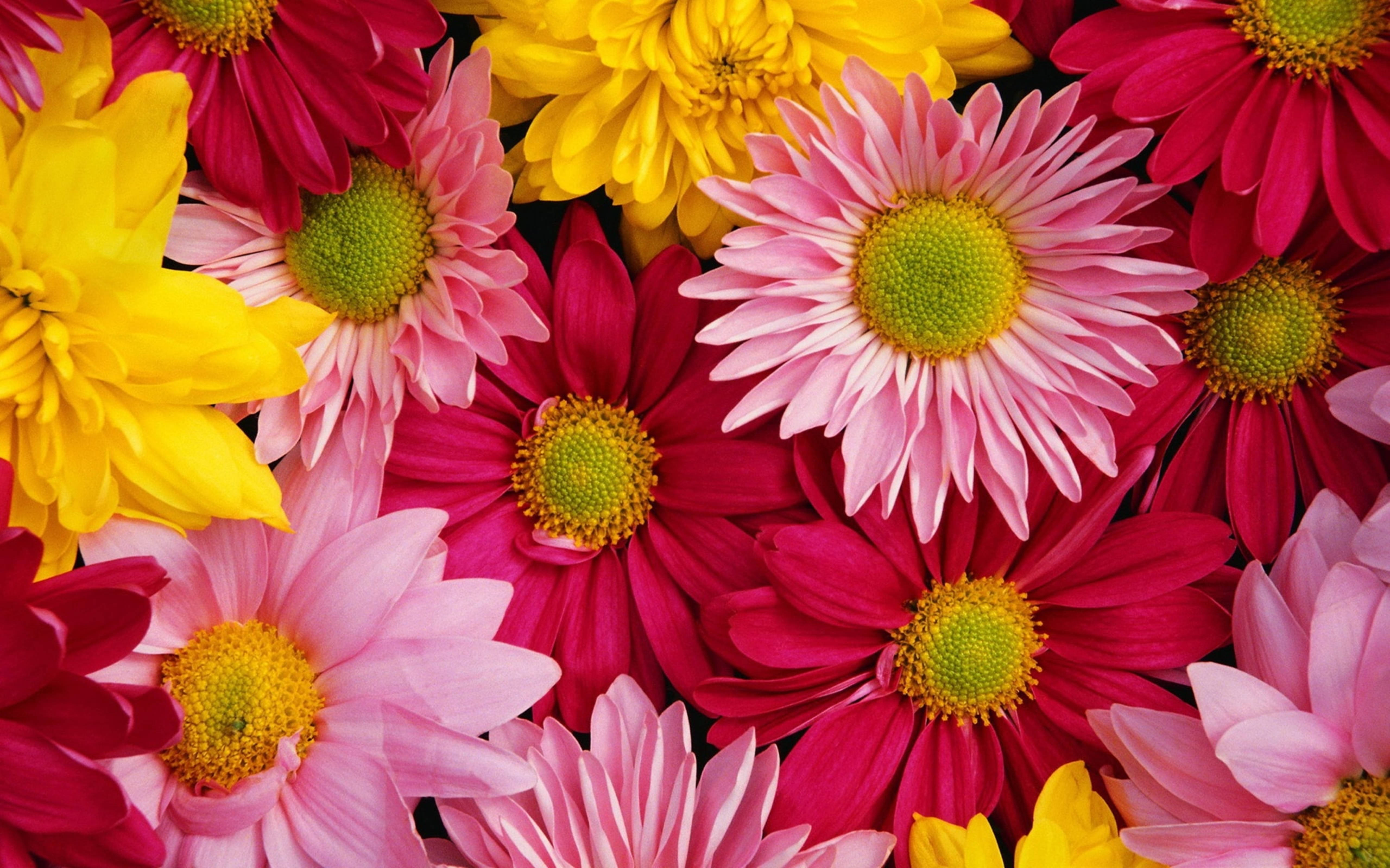 red pink yellow chrysanthemums, pink yellow, magenta daisies, 5K Desktop Wallpaper