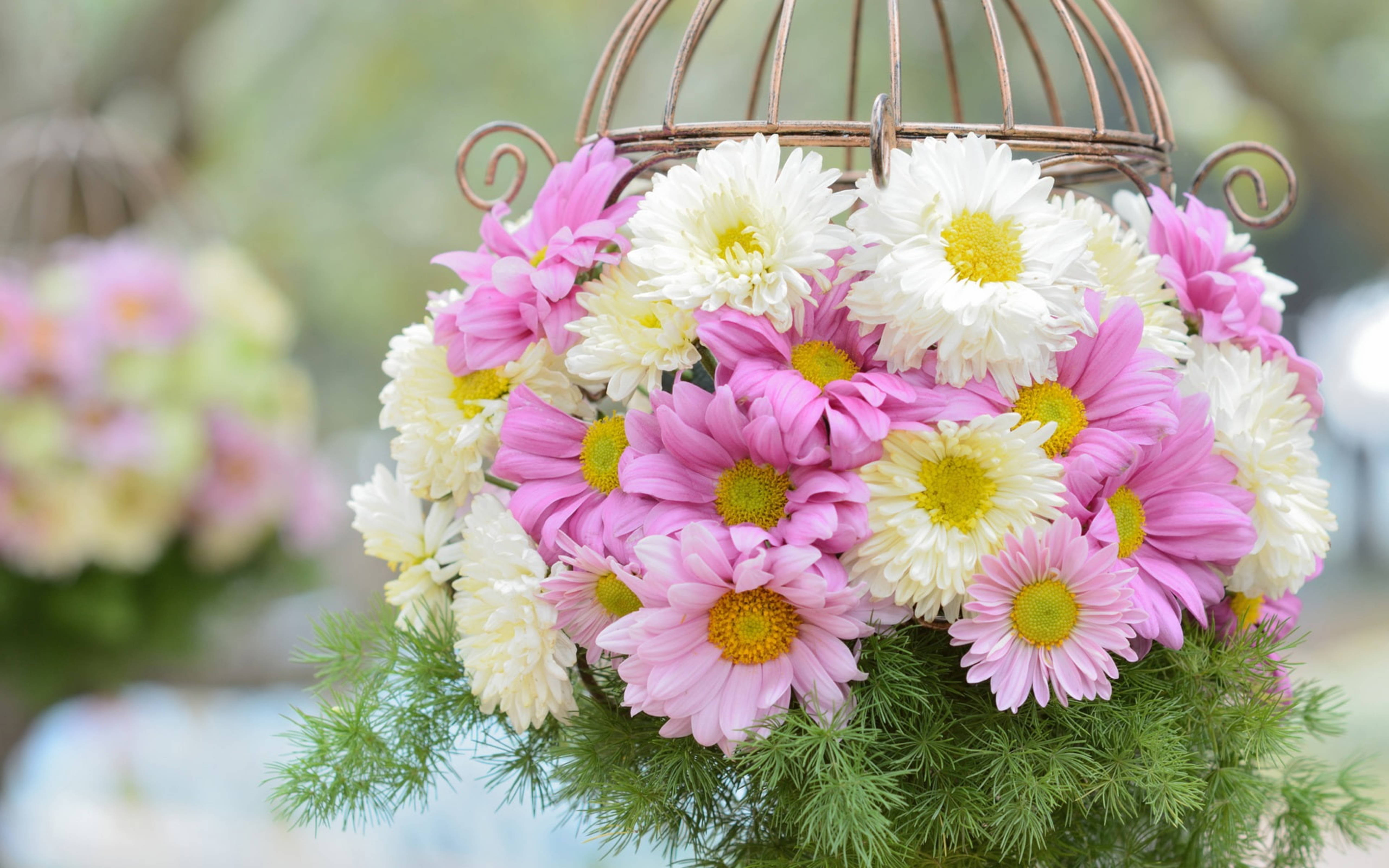 white pink chrysanthemums basket, pink and white daisies, hanging basket, 5K Desktop Wallpaper