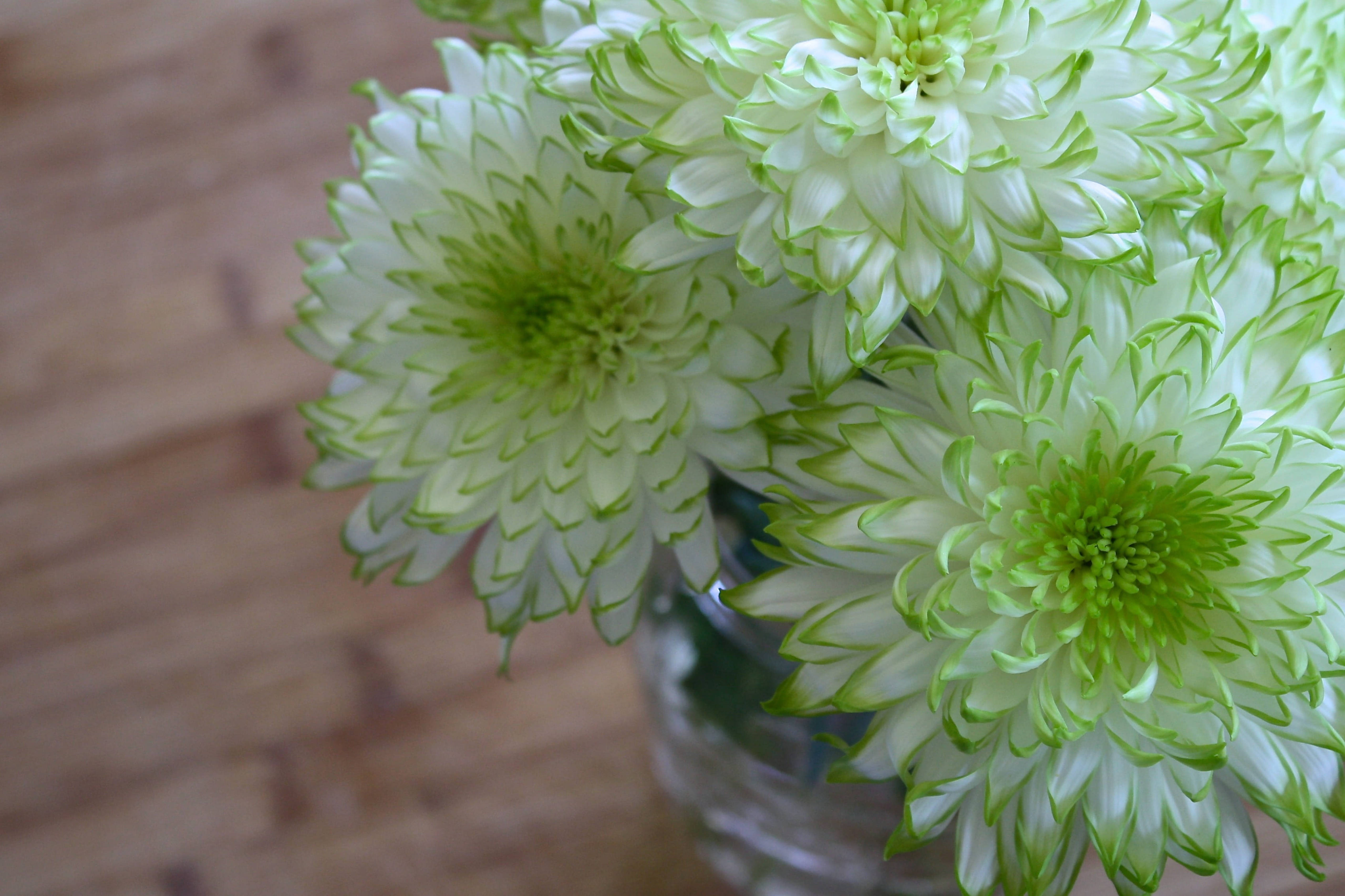 white chrysanthemums, lime green edges, glass vase, 5K Desktop Wallpaper