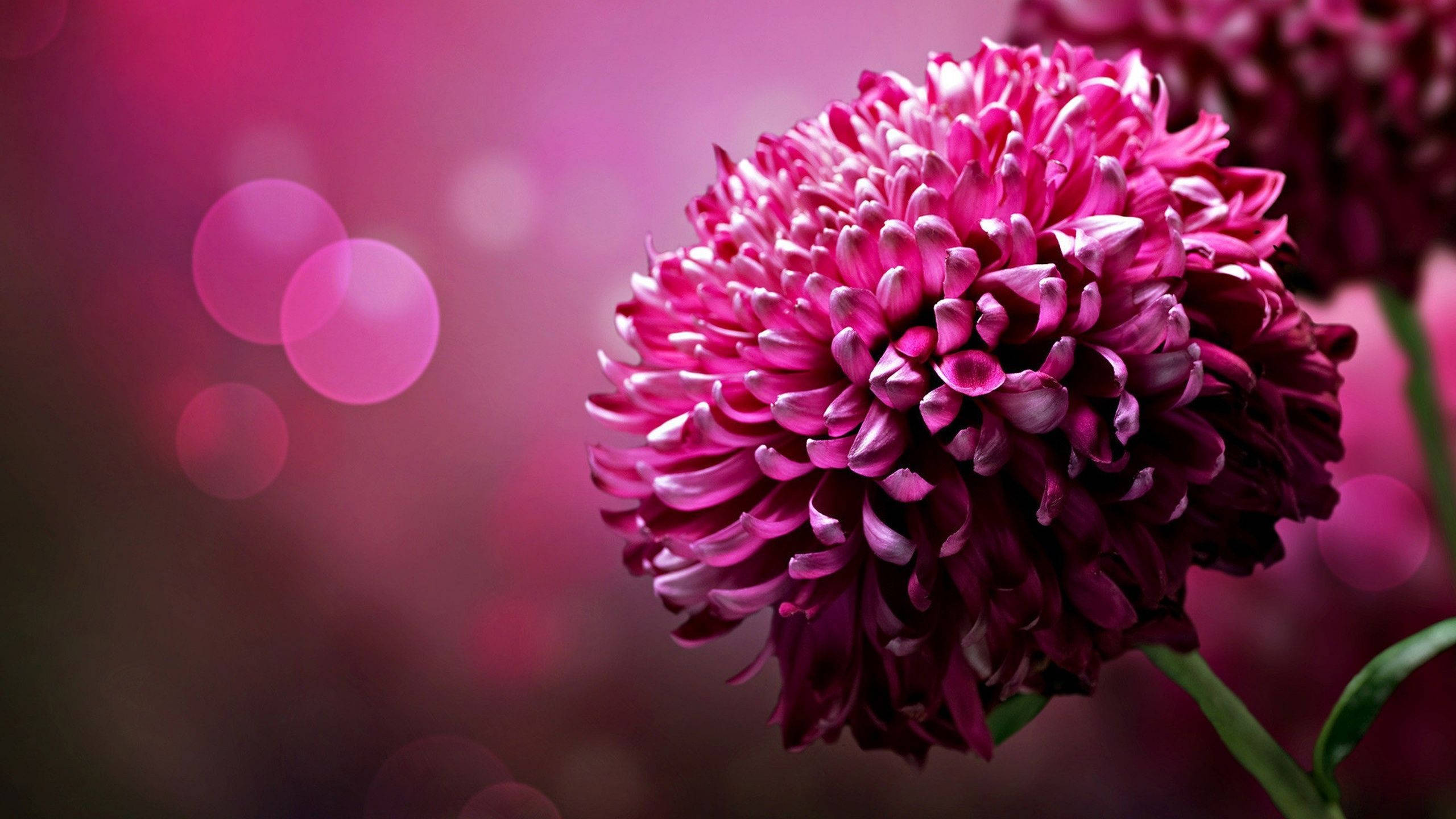 chrysanthemum, pink chrysanthemum, vibrant pink chrysanthemum, 2K Desktop Wallpaper