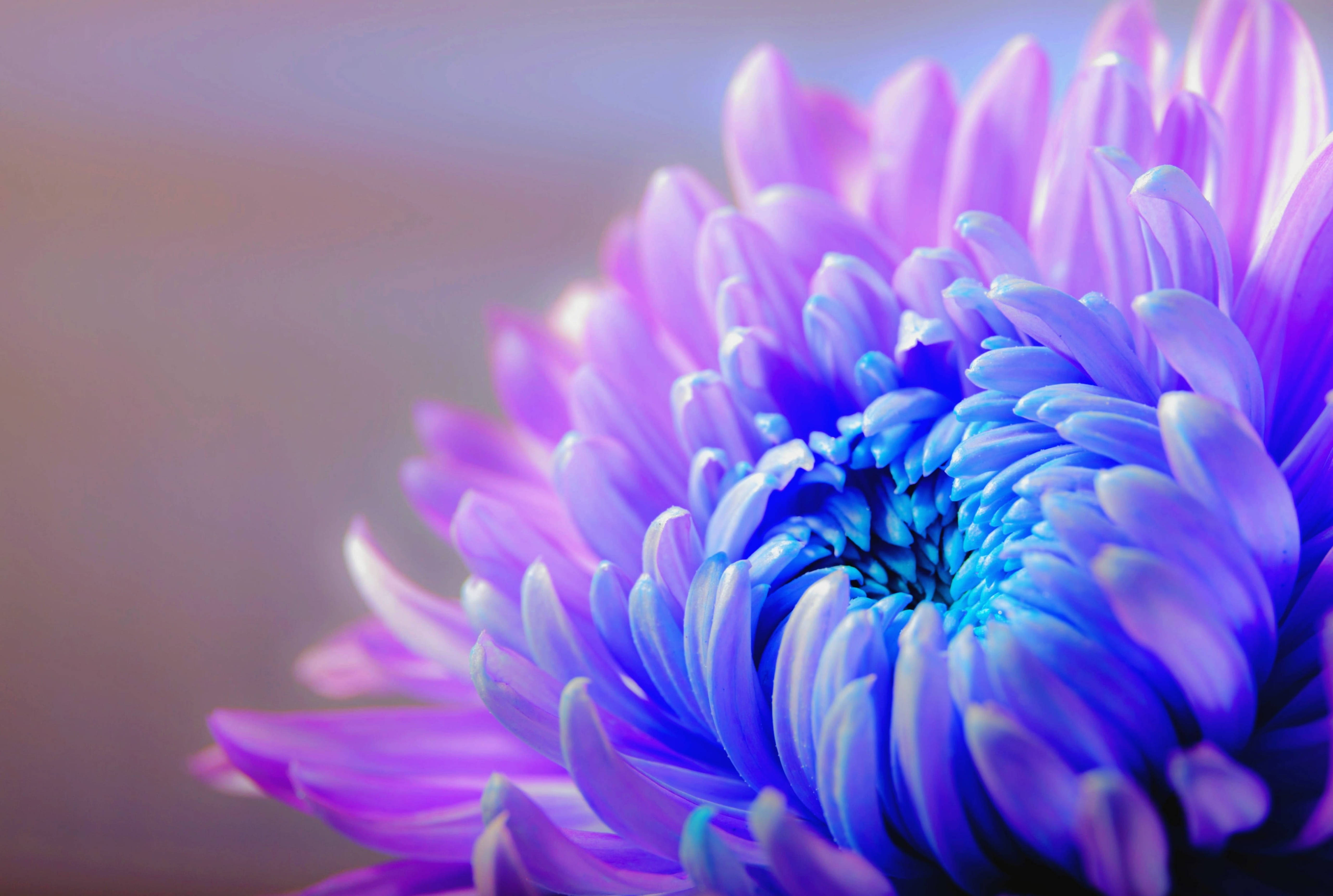 purple chrysanthemum, vibrant purple, blue chrysanthemum, 5K Desktop Wallpaper