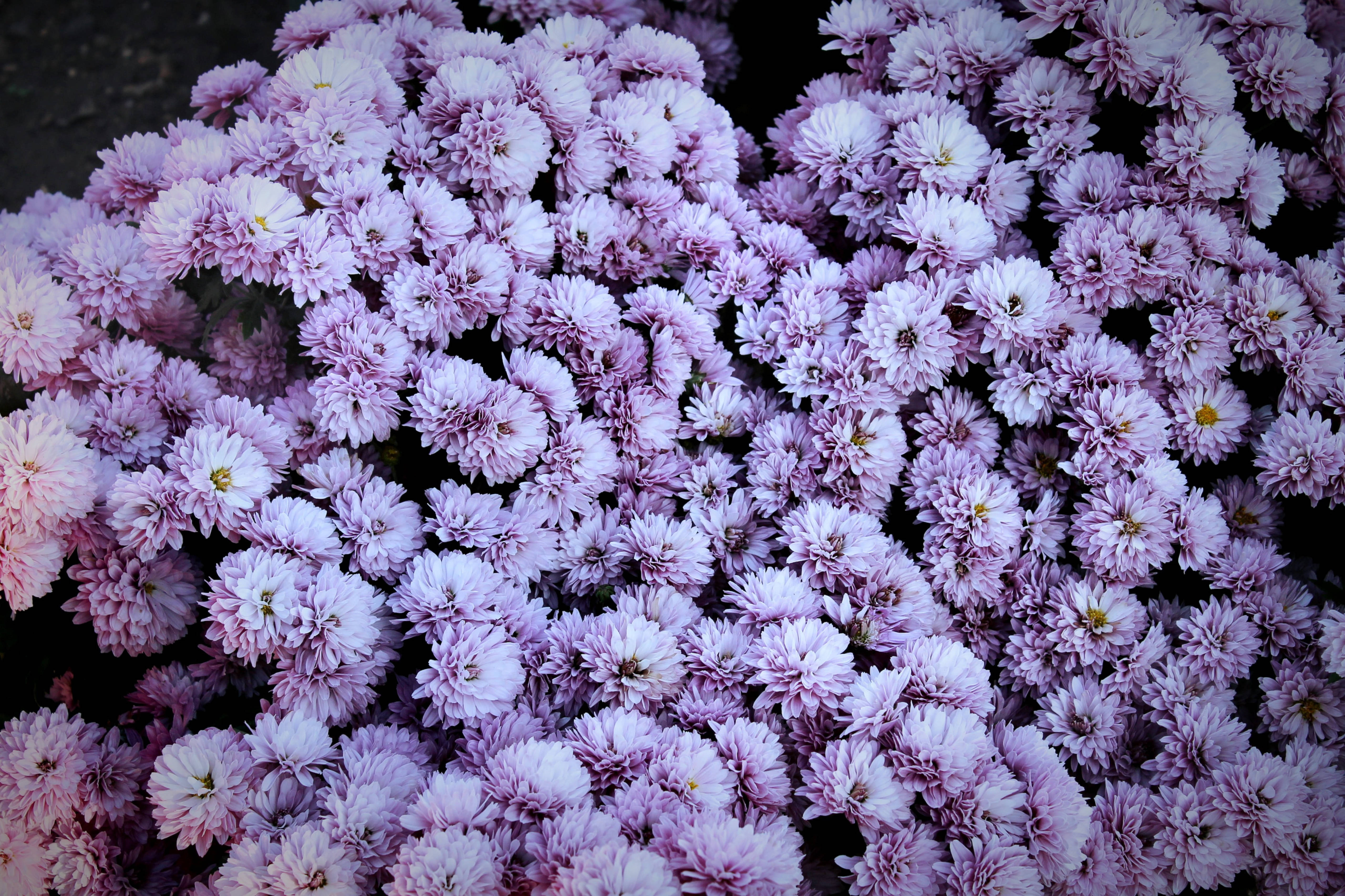 purple chrysanthemum, spring flowers, soft lavender chrysanthemums, 5K Desktop Wallpaper