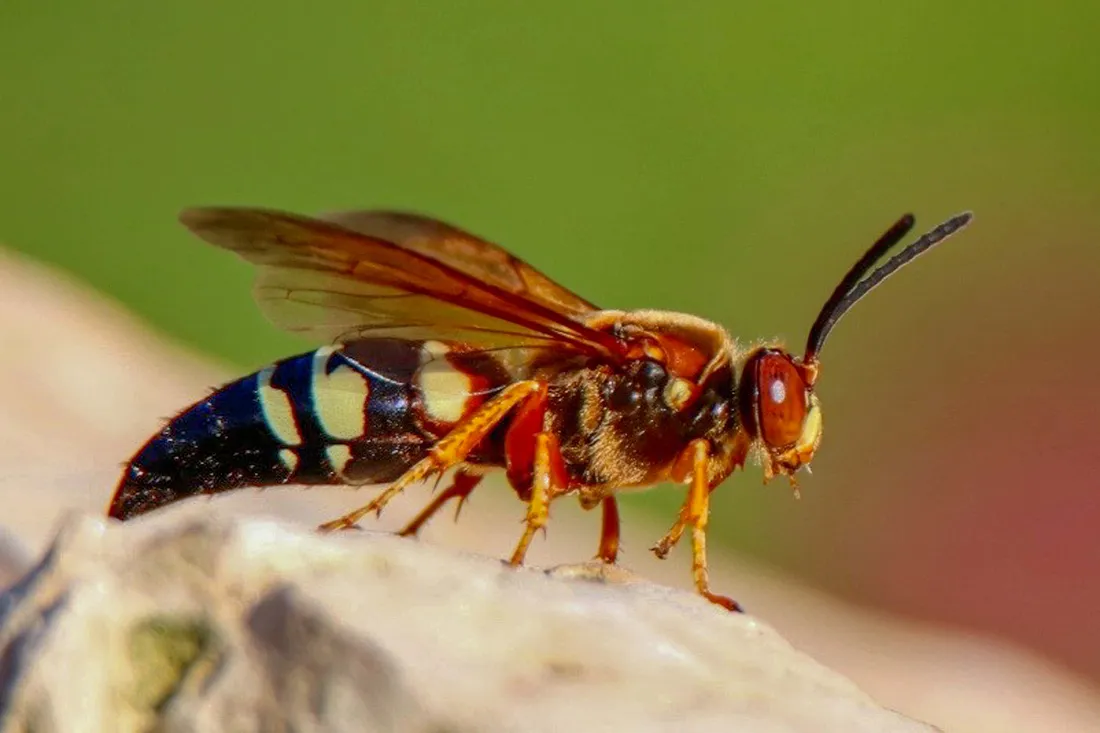 Cicada Killer