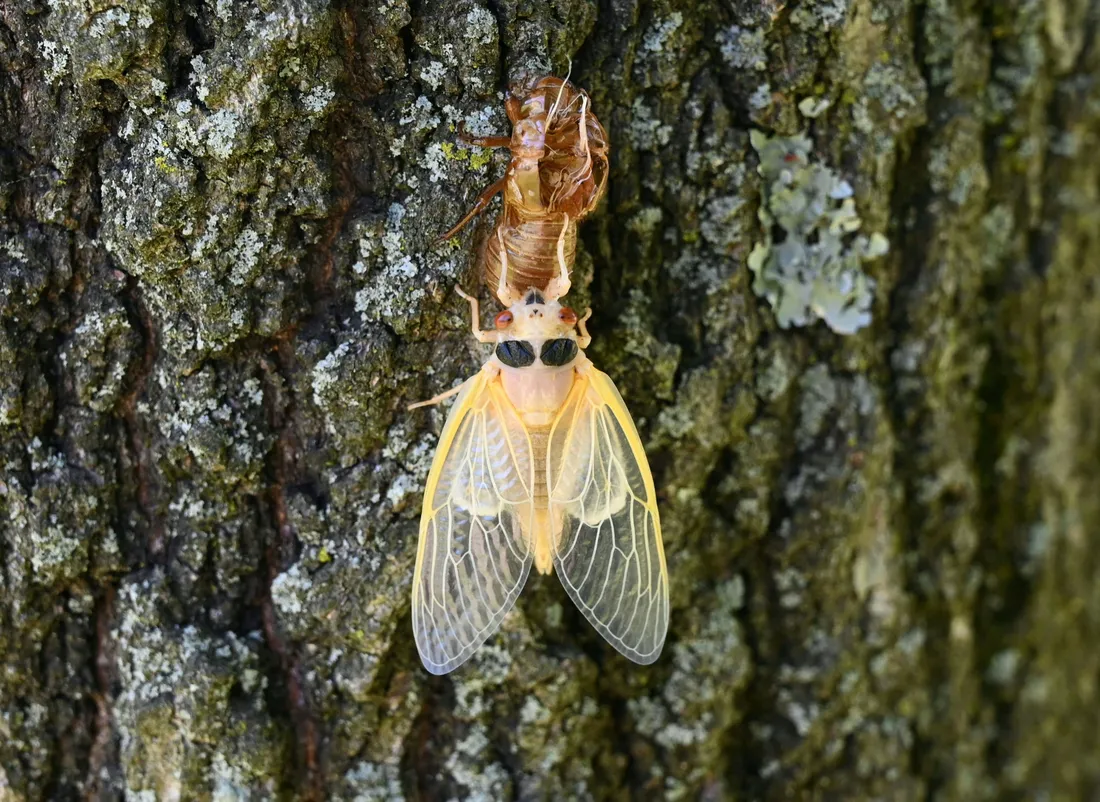 Cicada Molting