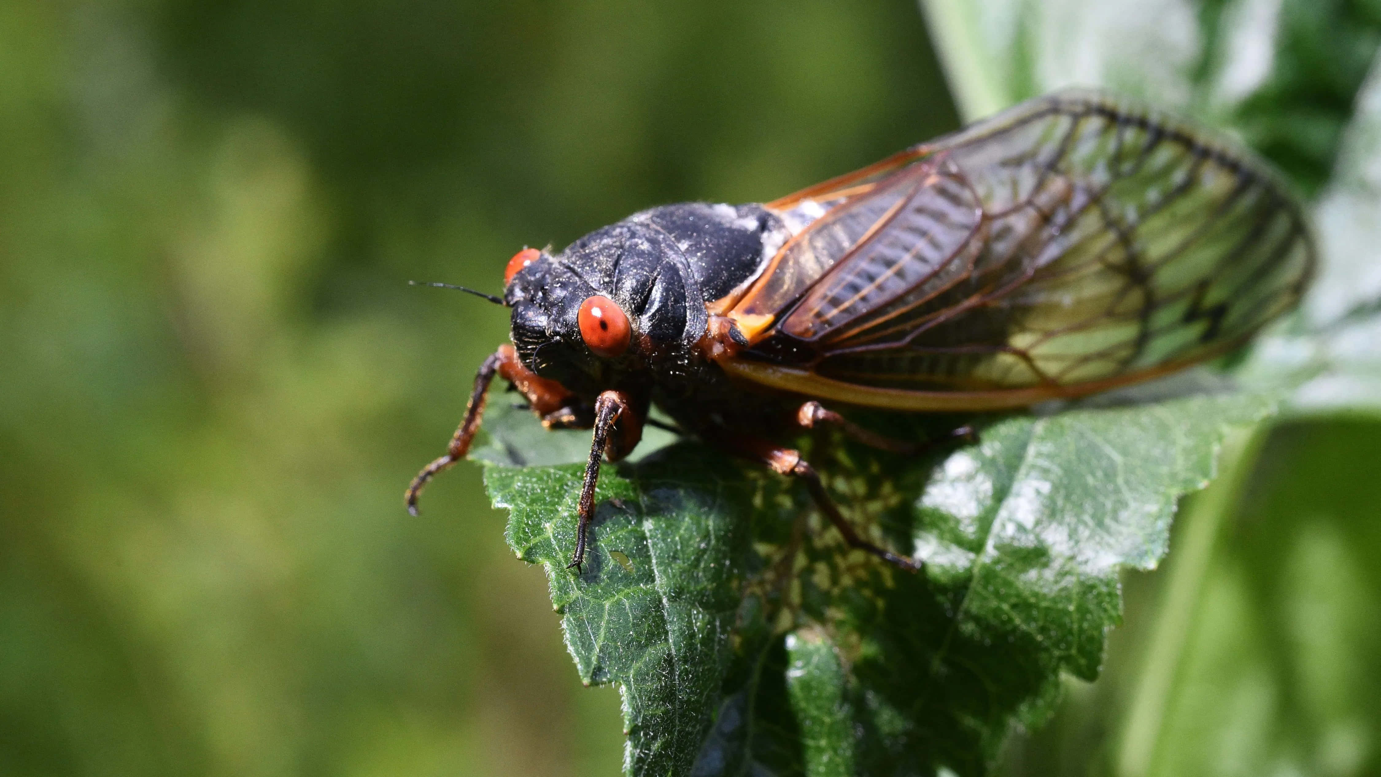 cicada, black, red eyes, 4K Desktop Wallpaper