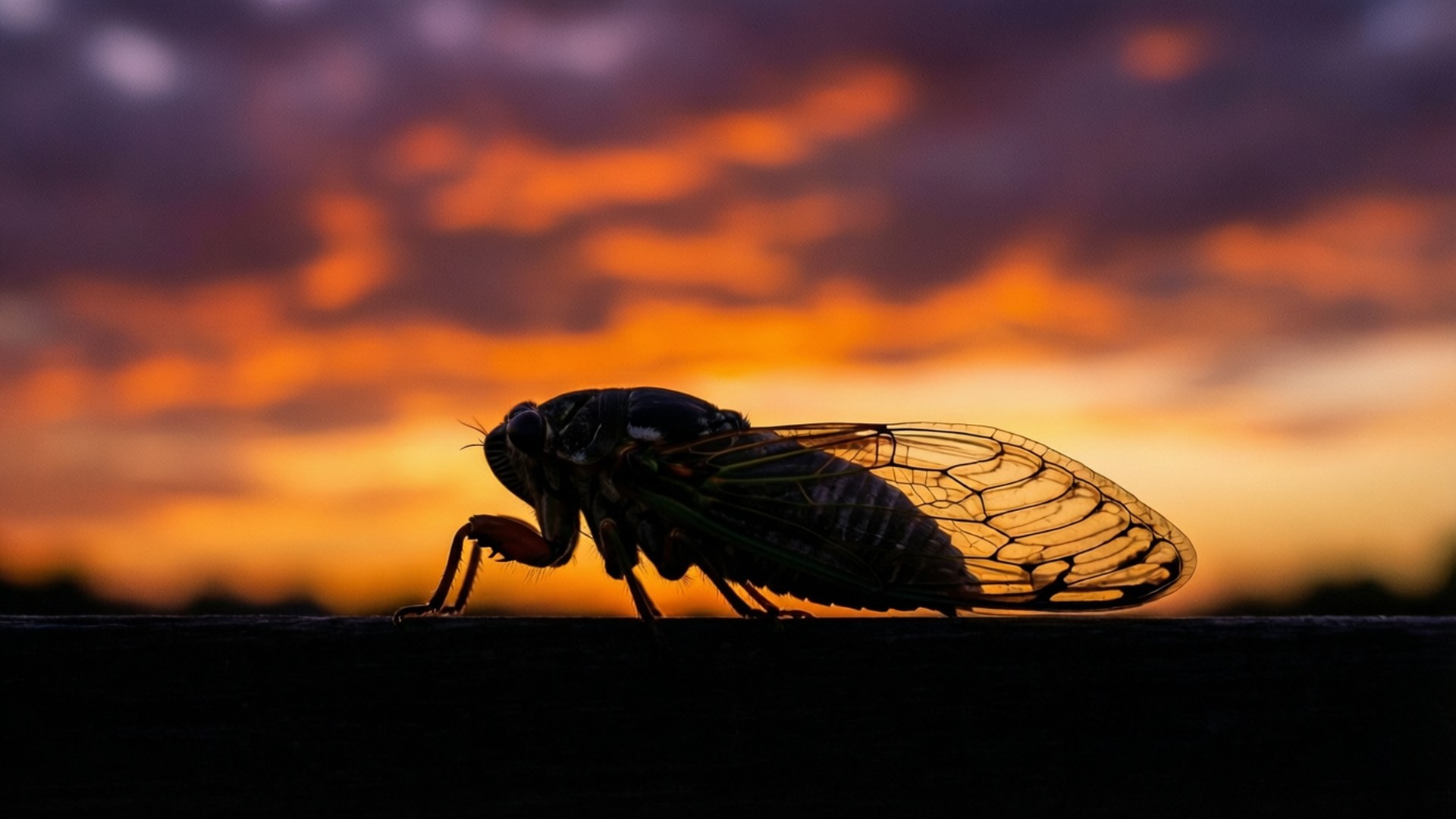 cicada molting, sunset, silhouette, Full HD Desktop Wallpaper