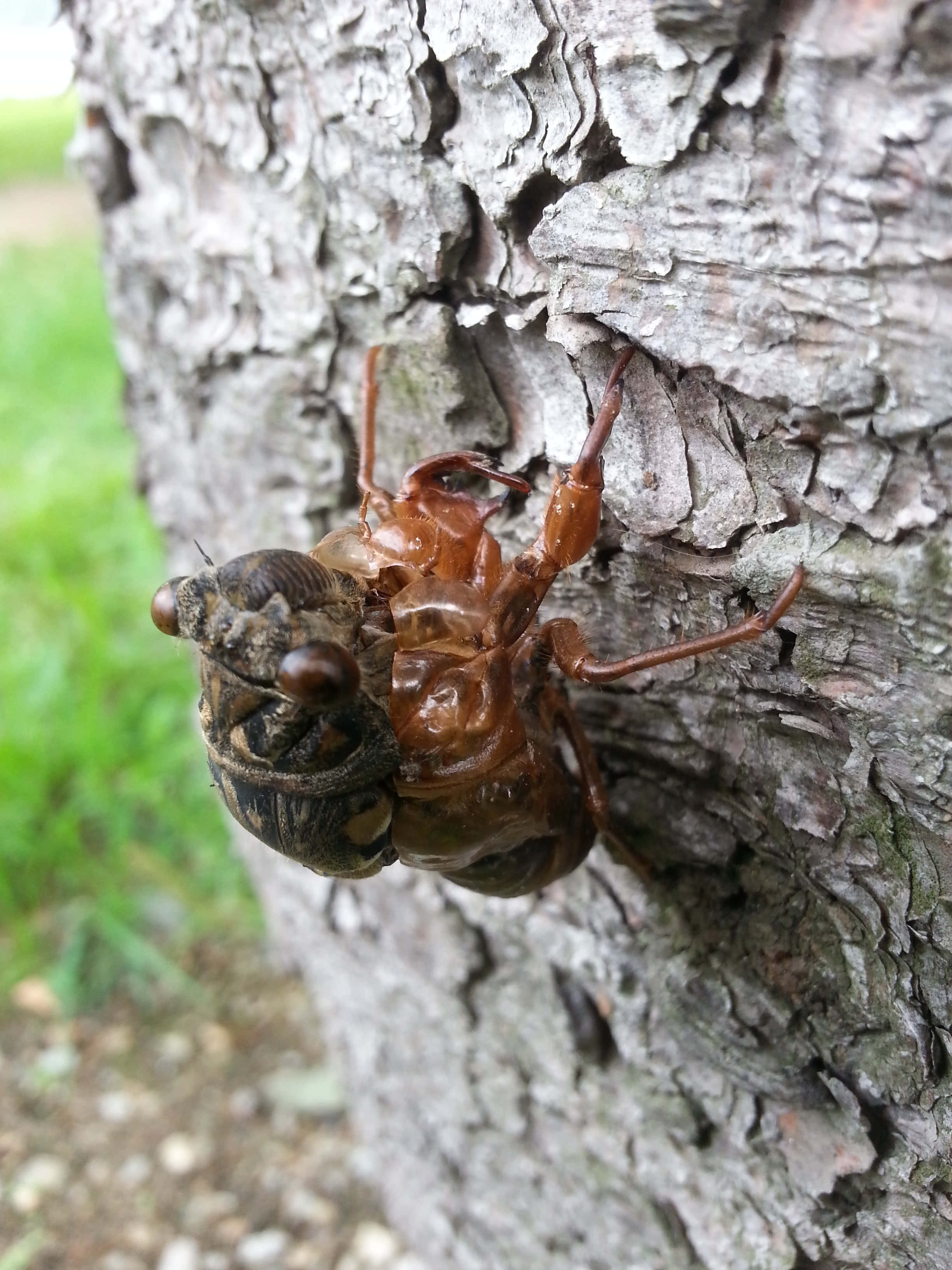 cicada, exoskeleton, tree bark, 2K Phone Wallpaper