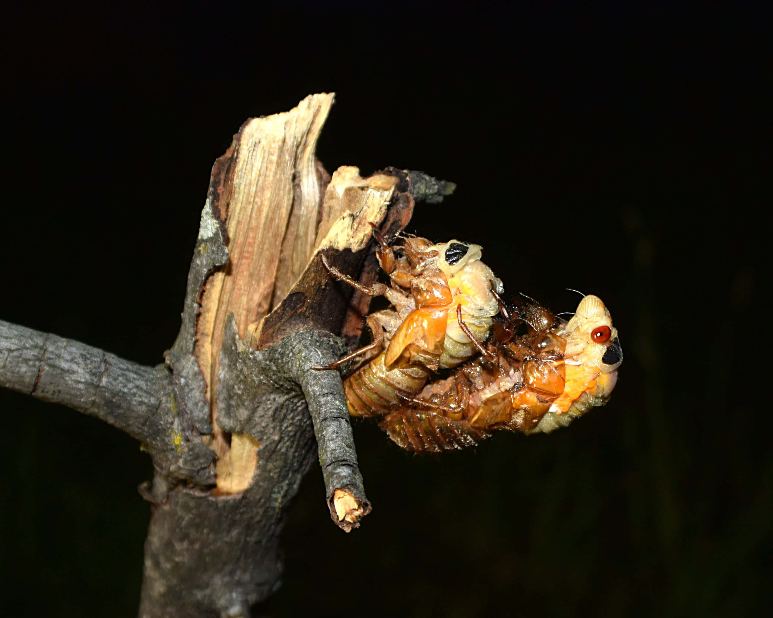 cicada, exoskeleton, dark tree branch, 2K Desktop Wallpaper