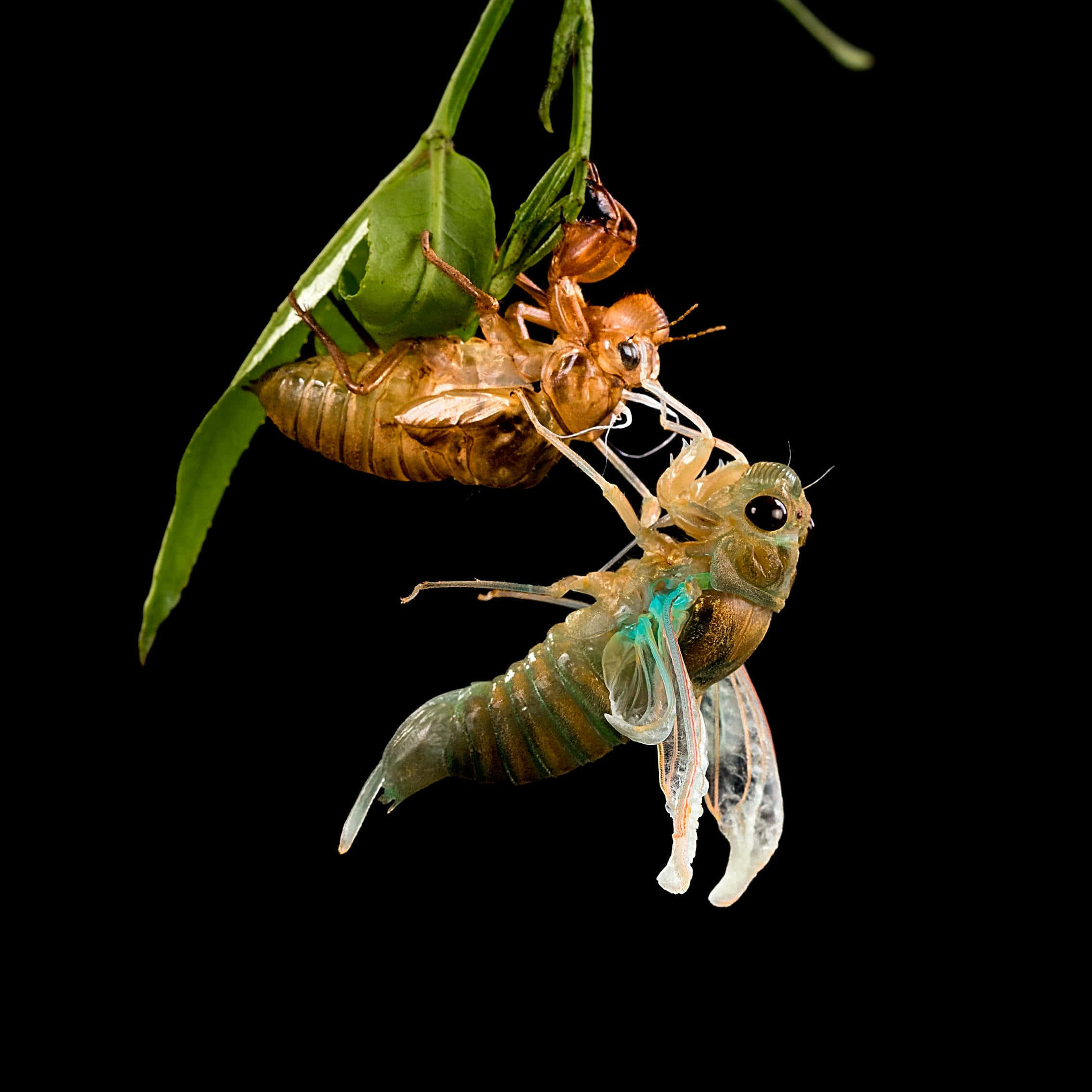 cicada, exoskeleton, leaf, Full HD Desktop Wallpaper