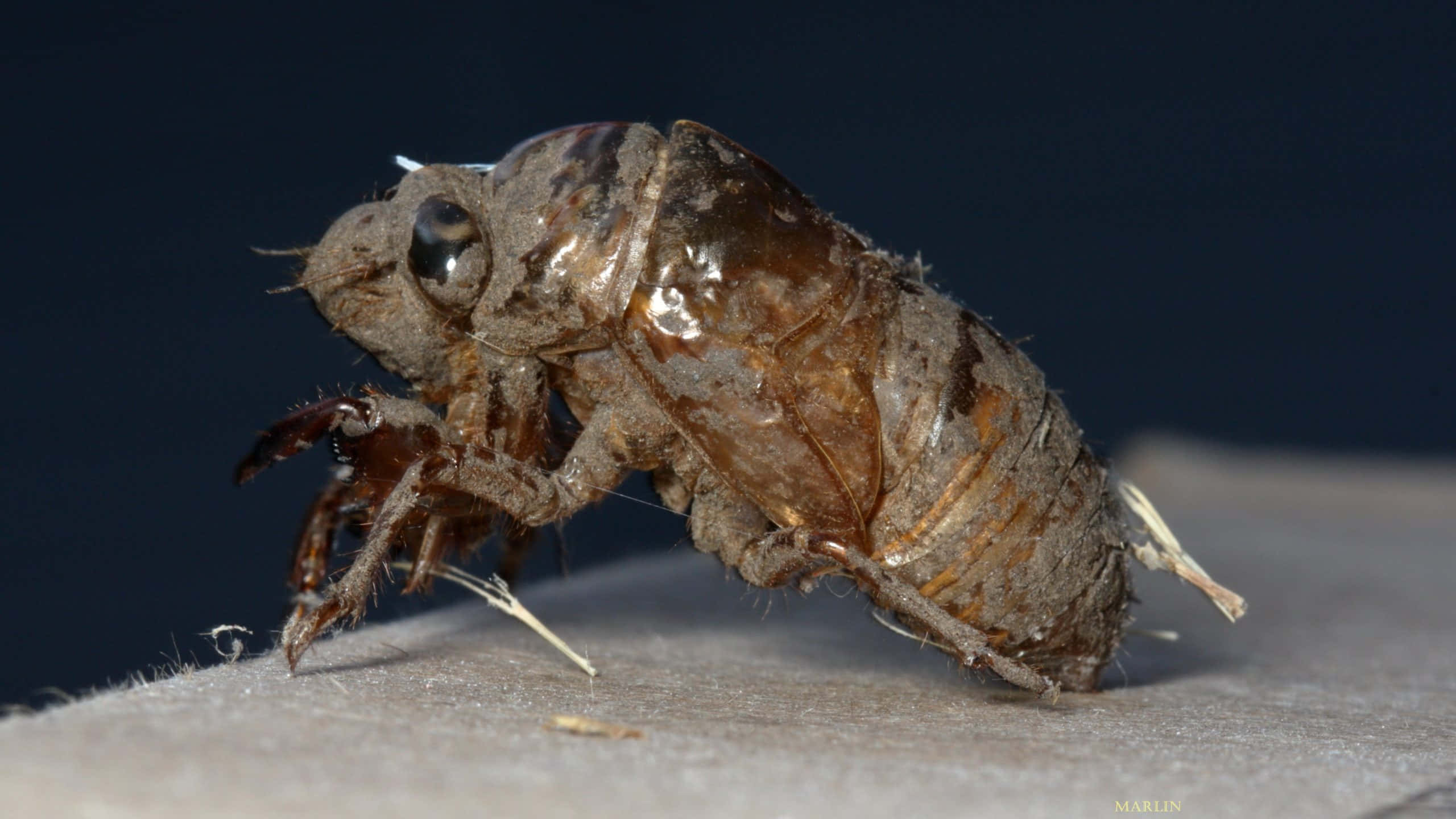 cicada, exoskeleton, brown, 2K Desktop Wallpaper