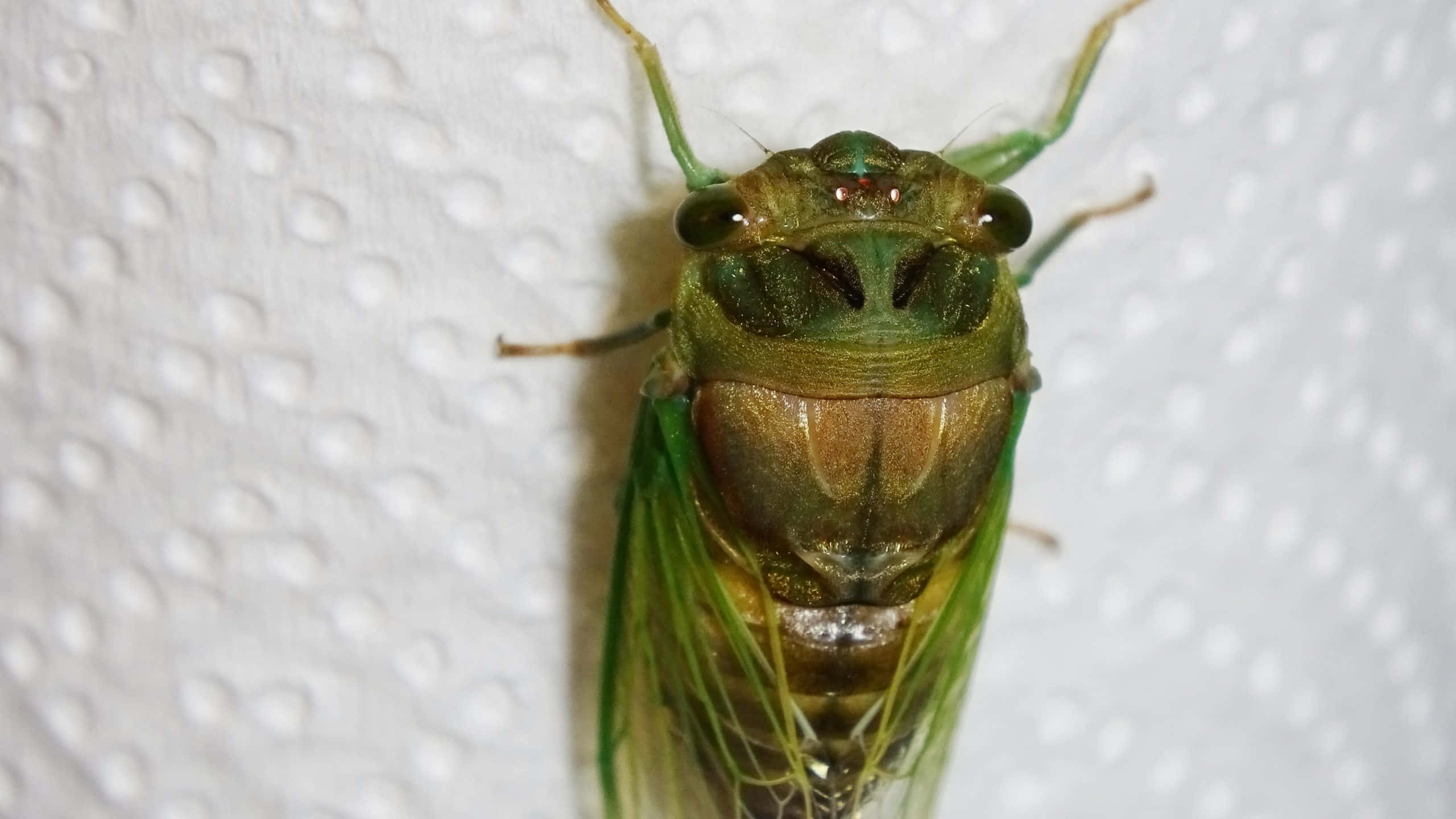 cicada, translucent wings, textured white paper towel, 2K Desktop Wallpaper